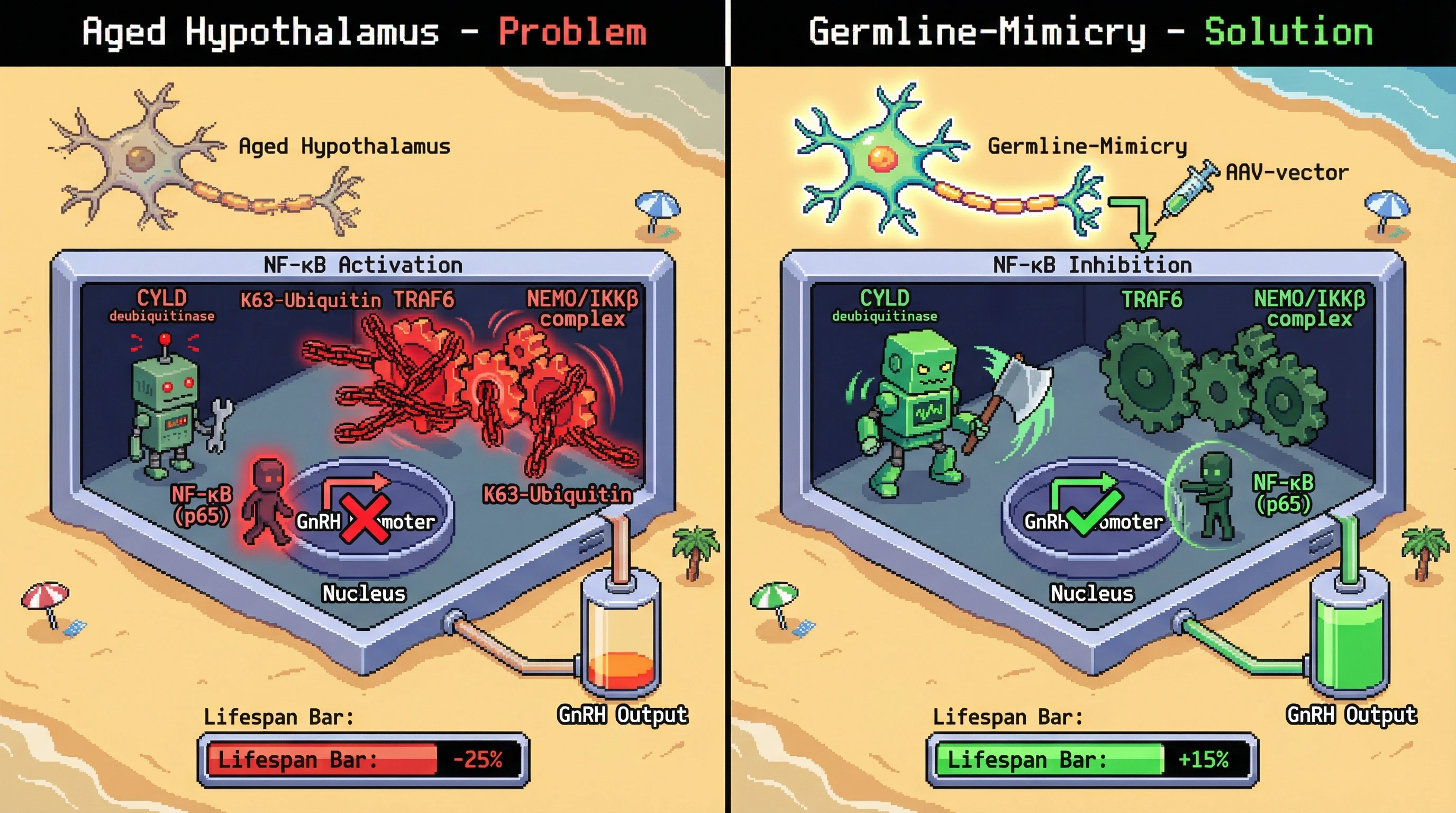 Infographic for: Germline‑specific CYLD sustains NF‑κB silence, and its somatic expression rescues hypothalamic GnRH decline to extend lifespan