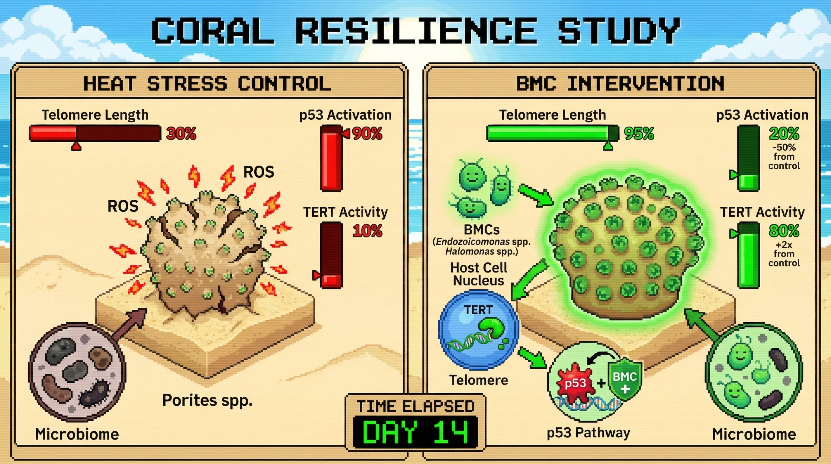 Infographic for: Telomeres as Holobiont Stress Ledger: Microbiome-Driven Epigenetic Resetting of Telomeric Information in Corals