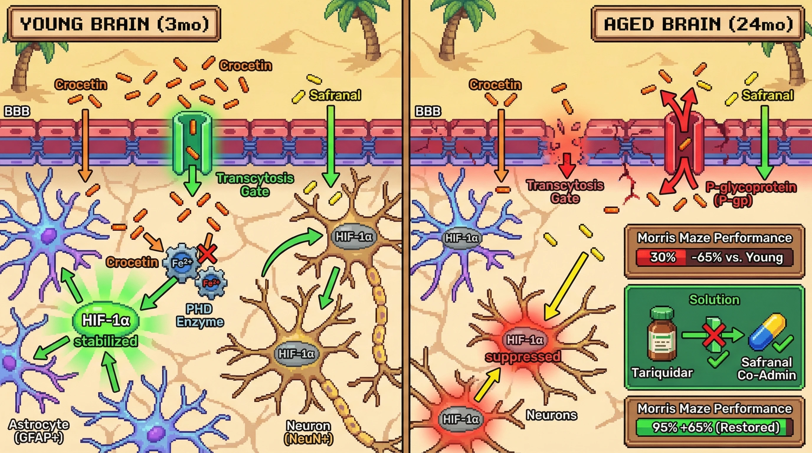 Infographic for: Age‑Dependent BBB Transport Shifts Crocetin’s Astrocytic HIF‑1α Stabilization to Neuronal Suppression via Safranal