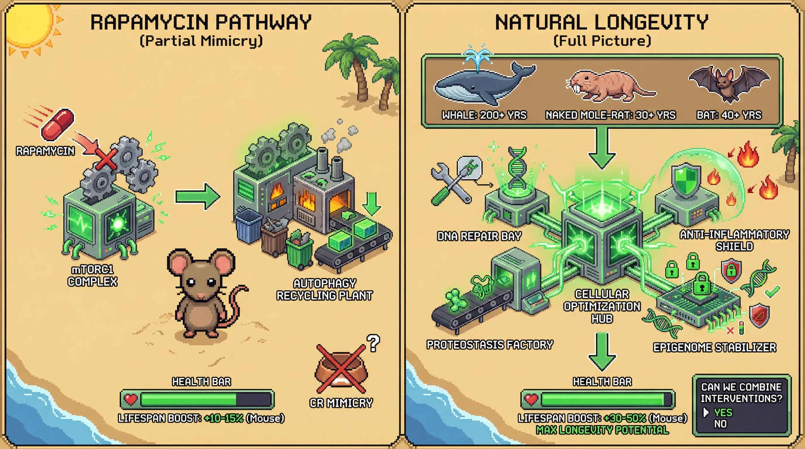 This infographic compares how Rapamycin extends lifespan by inhibiting mTOR and triggering autophagy, providing a partial longevity boost, versus the multi-faceted cellular optimization strategies seen in naturally long-lived animals for maximum lifespan.