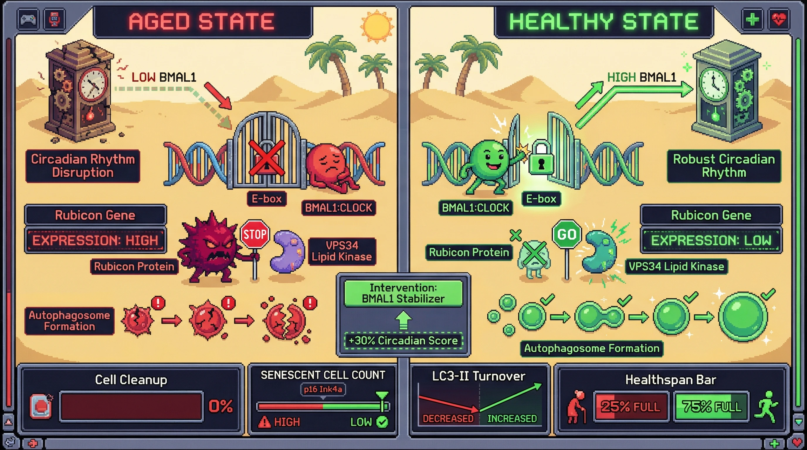 Infographic for: Circadian Disruption Drives Active Autophagy Suppression via Rubicon Upregulation in Aging