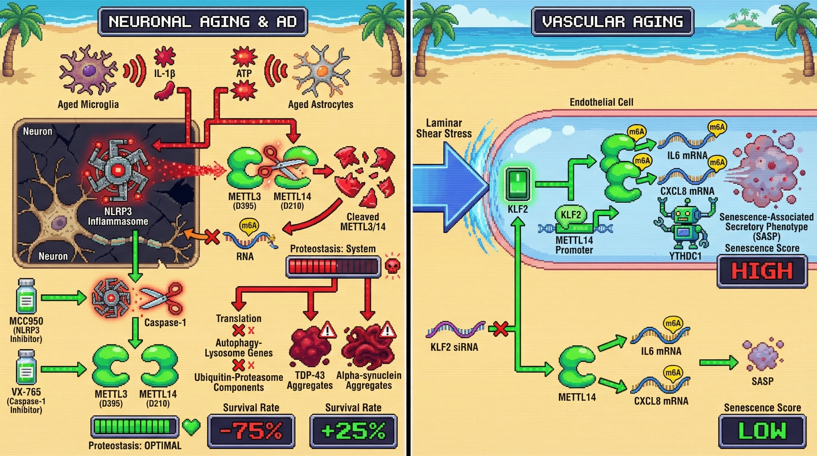 Mechanism: Caspase-1, activated by NLRP3 in aging neurons, cleaves METTL3/14, reducing m6A on proteostasis genes and causing proteostasis collapse, while shear stress in endothelial cells upregulates METTL14 via KLF2, increasing m6A on inflammatory mRNAs and driving SASP. Readout: Readout: Caspase-1 inhibition restores proteostasis and neuronal survival, and KLF2 knockdown attenuates senescence markers in endothelial cells.