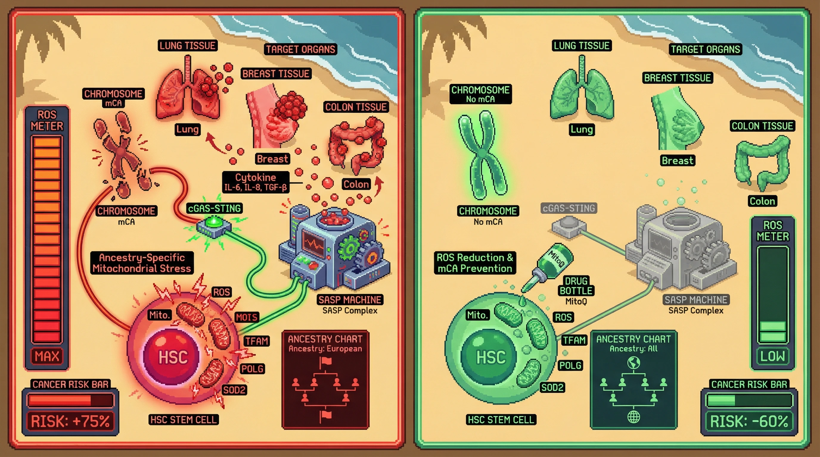 Mechanism: Ancestry-specific mitochondrial stress increases ROS in HSCs, leading to mCAs that secrete SASP cytokines, promoting organ-specific cancer. Readout: Readout: MitoQ intervention reduces ROS and mCA formation, decreasing circulating SASP factors and lowering cancer risk by 60%.