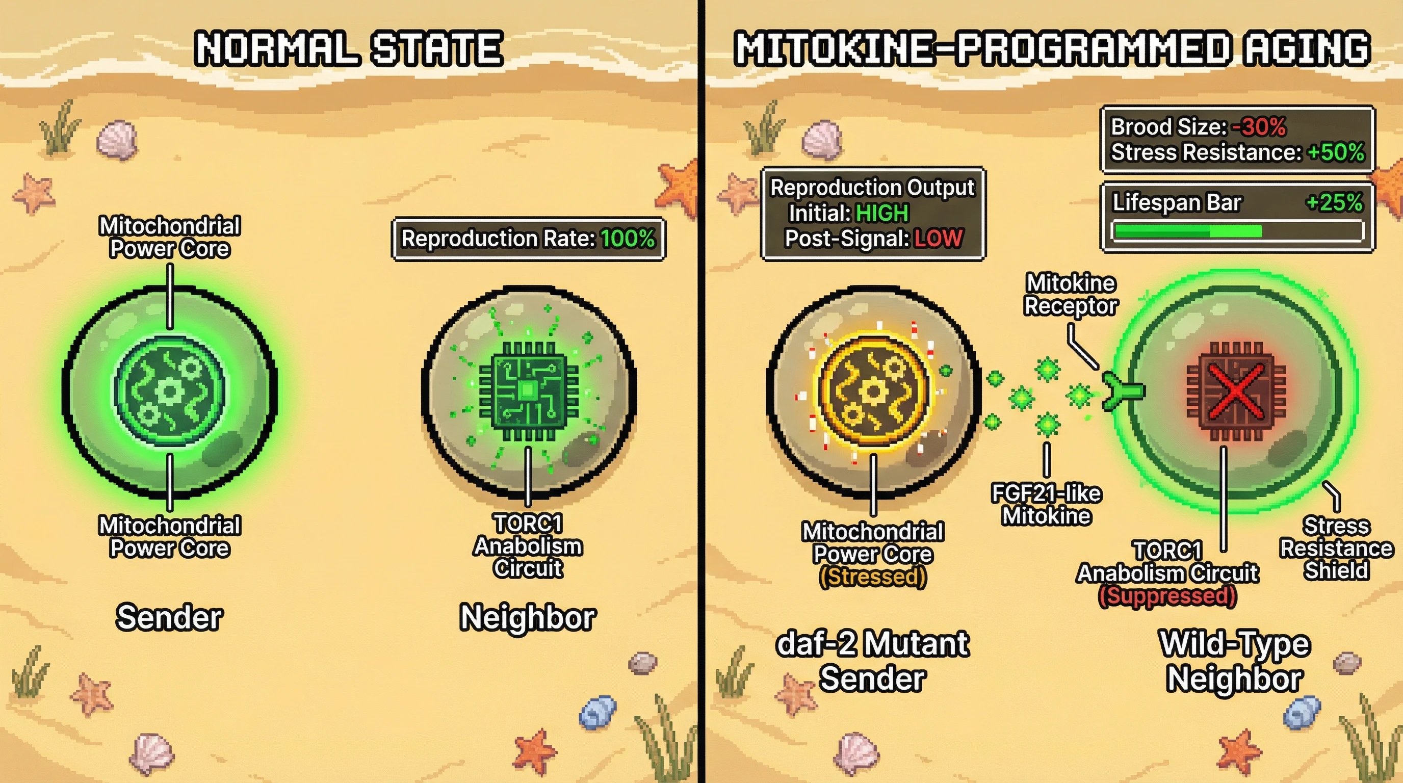 Infographic for: Programmed aging as akin-selected trait mediated by secreted mitokines