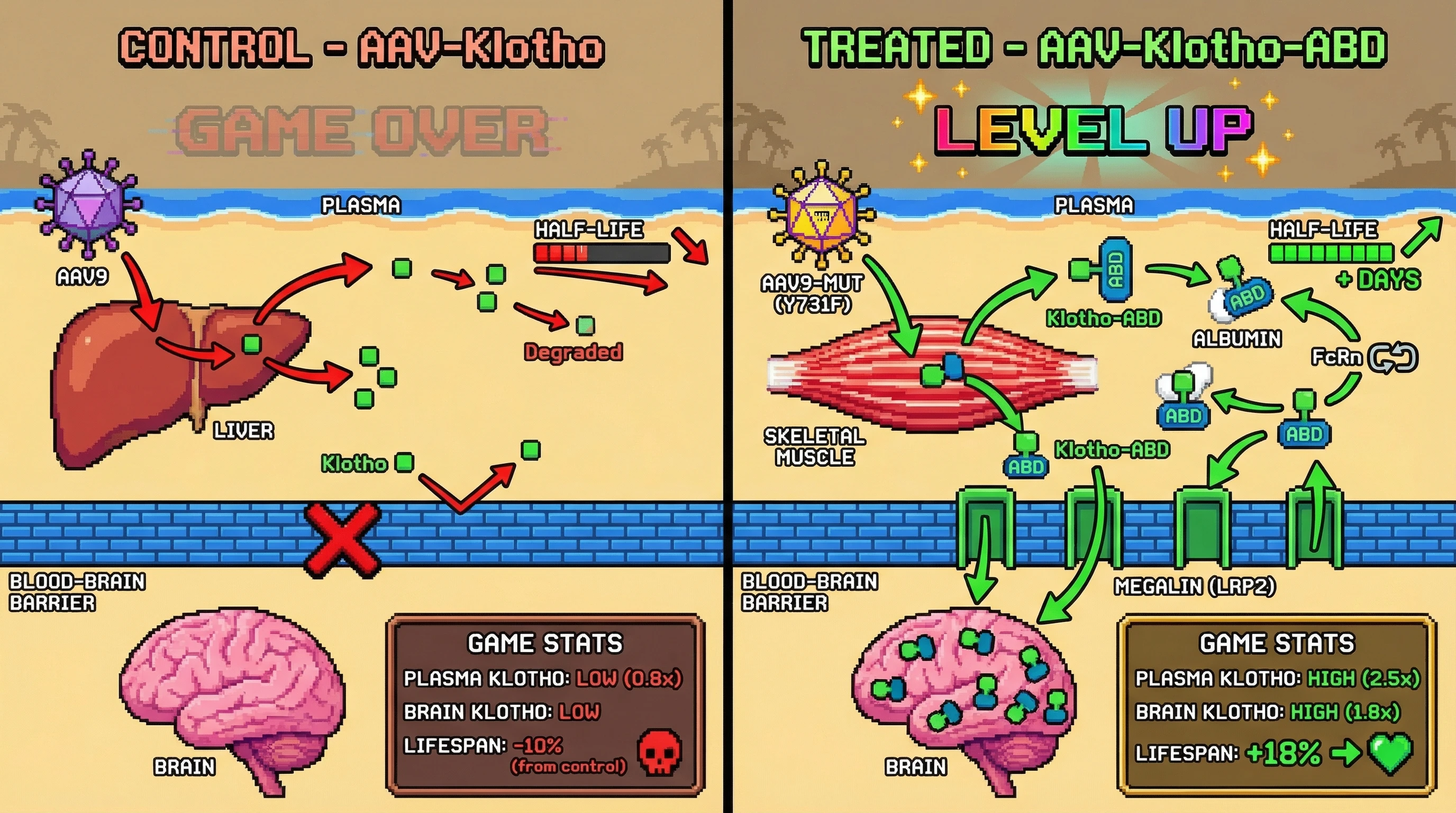 Infographic for: Muscle‑Targeted, Albumin‑Binding Klotho AAV Overcomes Liver Dilution and BBB Barrier for Systemic Longevity Therapy