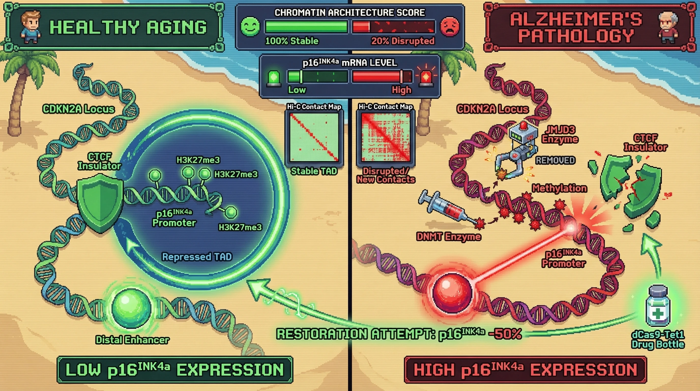Infographic for: The CTCF-Methylation Tug-of-War: A Proposed Mechanism for Paradoxical CDKN2A Derepression in Neurodegeneration