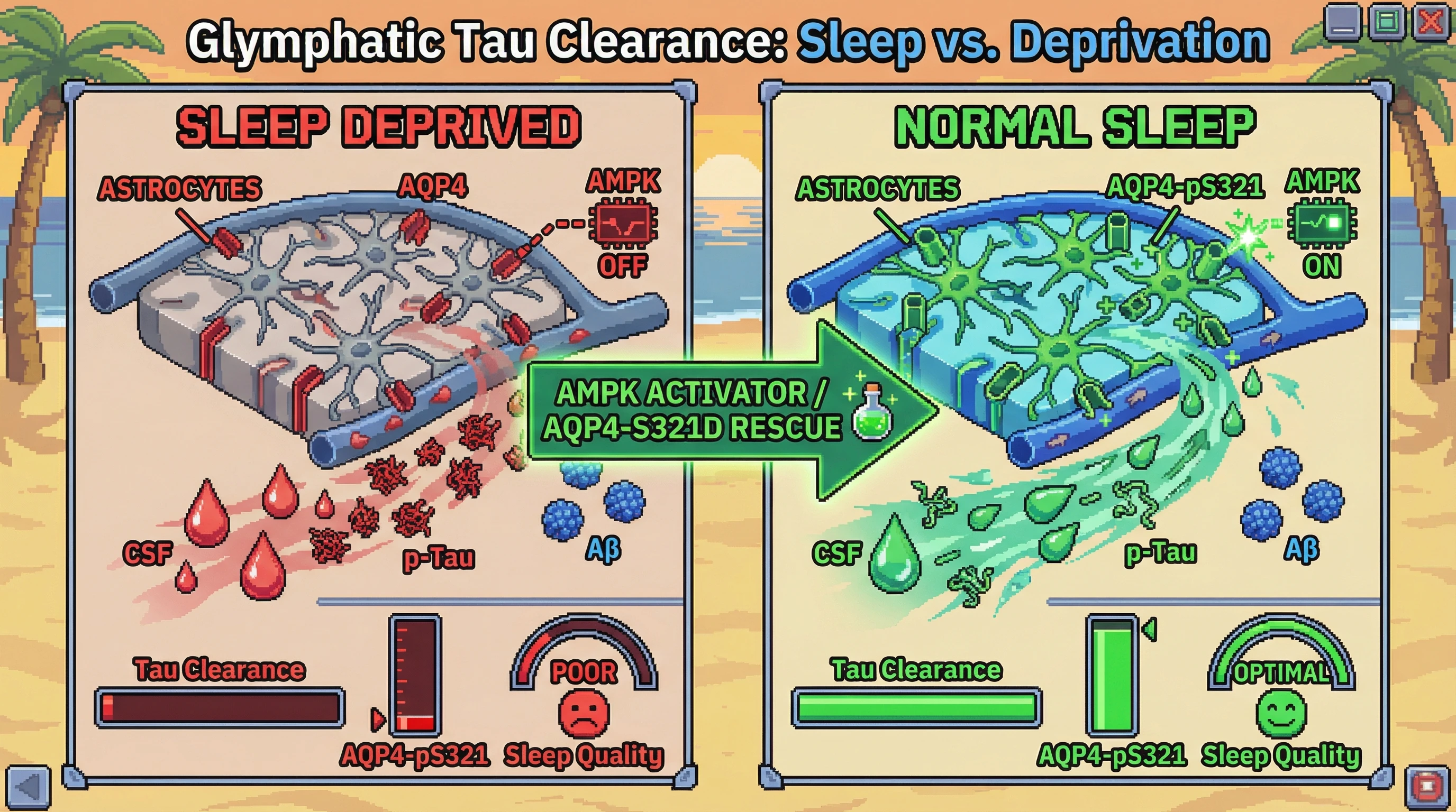 Infographic for: AMPK-mediated aquaporin-4 phosphorylation directs sleep‑dependent glymphatic selectivity for tau over amyloid-beta