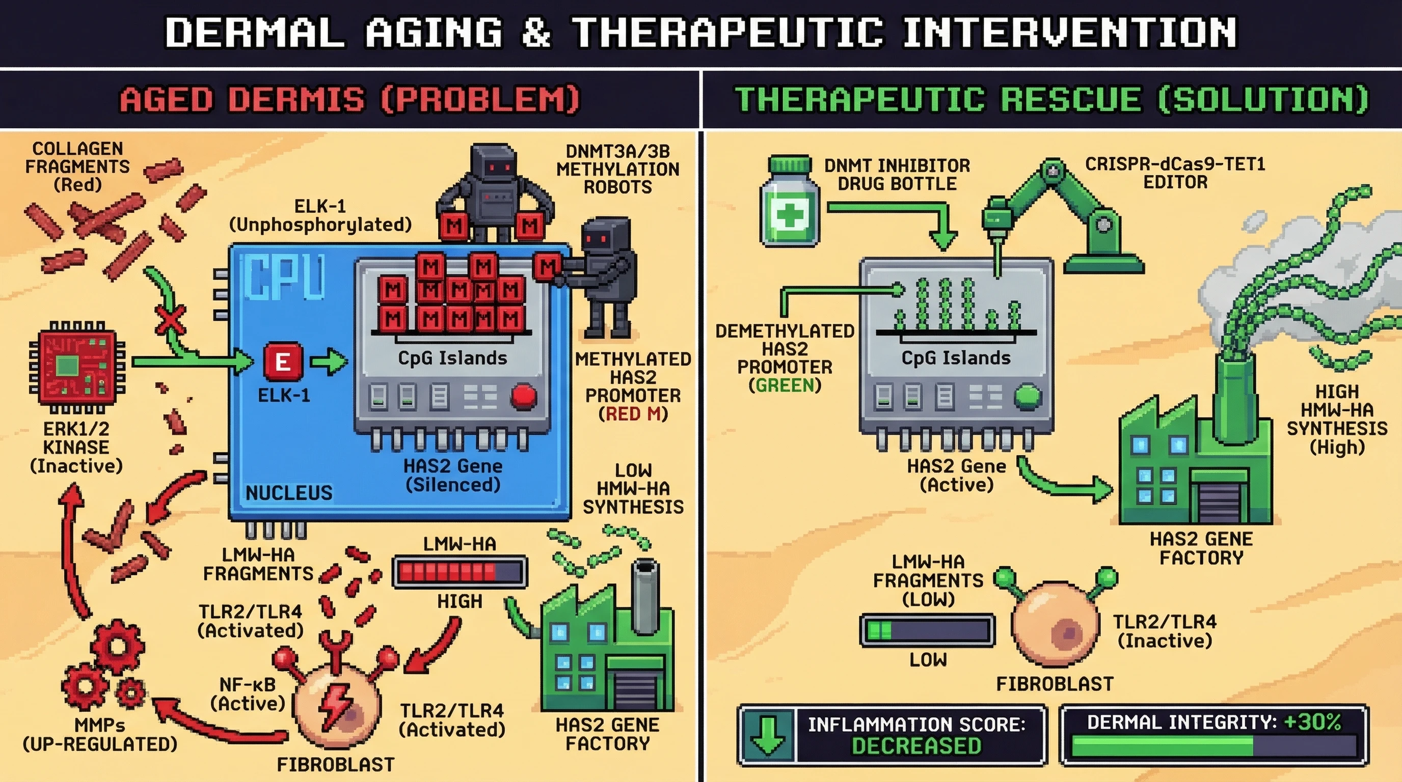 Infographic for: Epigenetic Lock‑In of HAS2 Silencing by Collagen Fragment‑Induced ERK/ELK‑1 Dysregulation Drives Age‑Dependent HA Fragment Accumulation