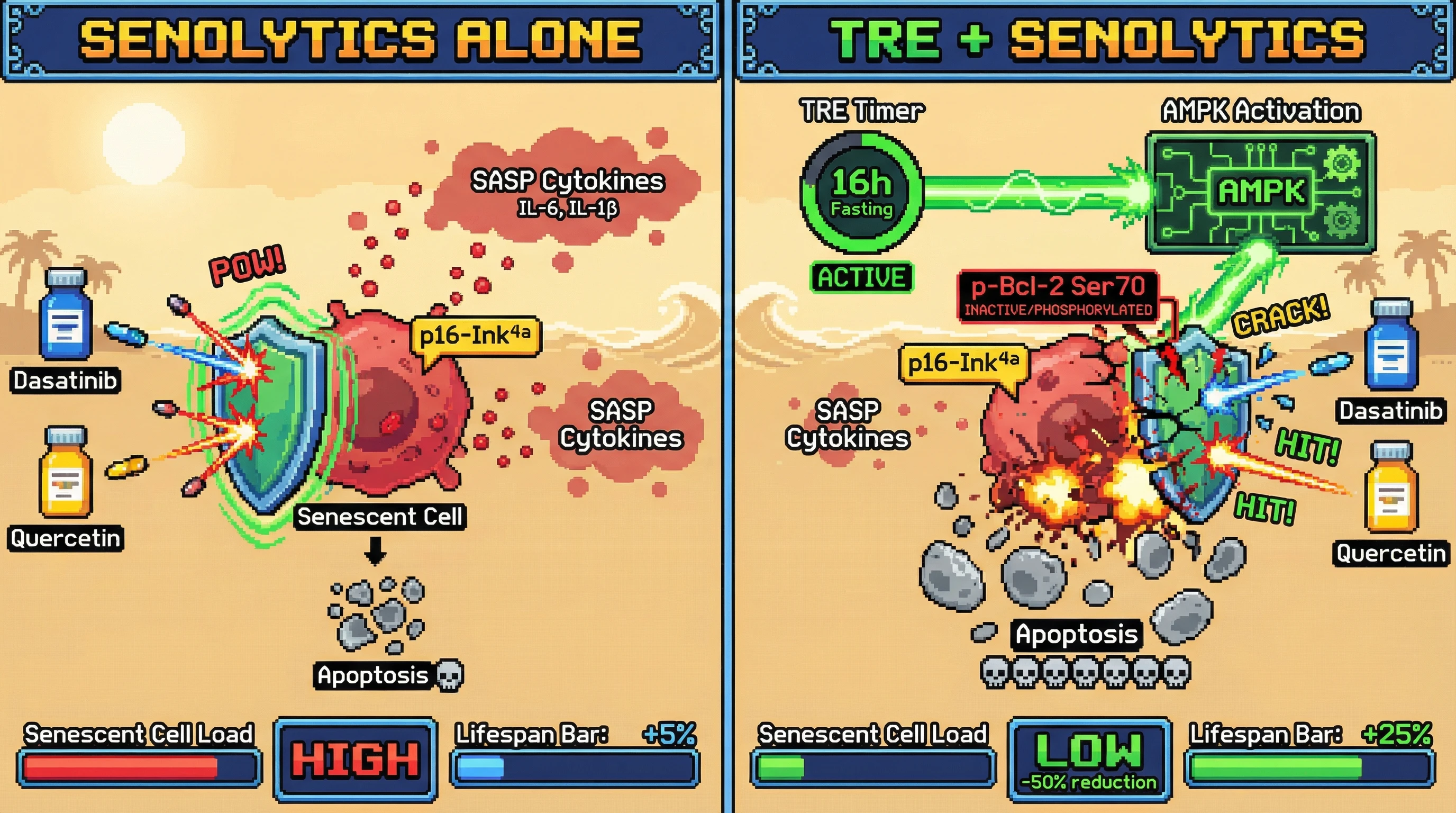 Infographic for: Time-Restricted Eating Primes Senescent Cells via AMPK‑Driven Bcl‑2 Phosphorylation to Sensitize Them to Dasatinib+Quercetin-Induced Apoptosis