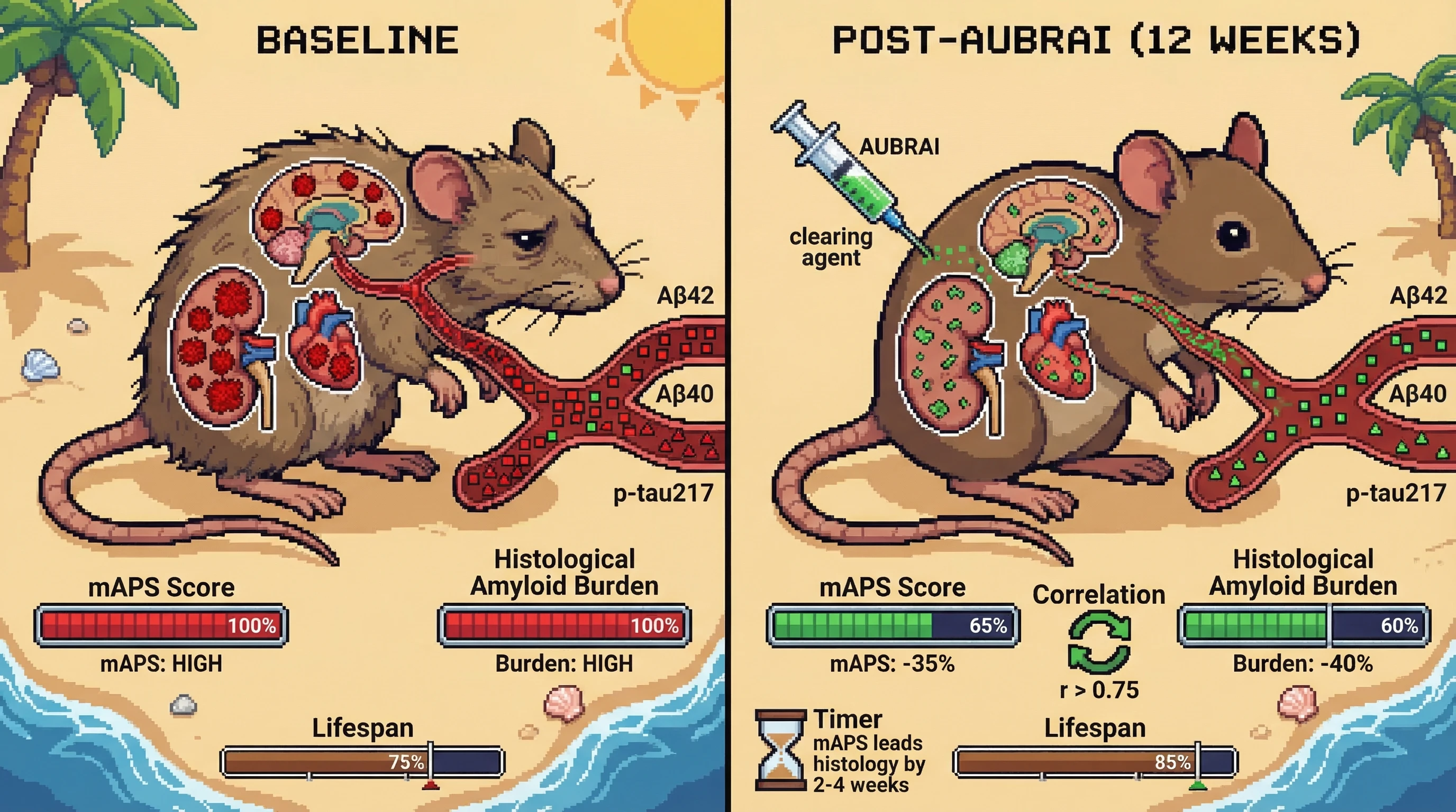 Mechanism: The AUBRAI intervention systemically clears amyloid plaques from the brain and peripheral organs, reducing circulating Aβ42 and p-tau217 levels. Readout: Readout: The mAPS score declines by over 30%, correlating strongly with reduced histological amyloid burden, and precedes the histological changes by 2-4 weeks.