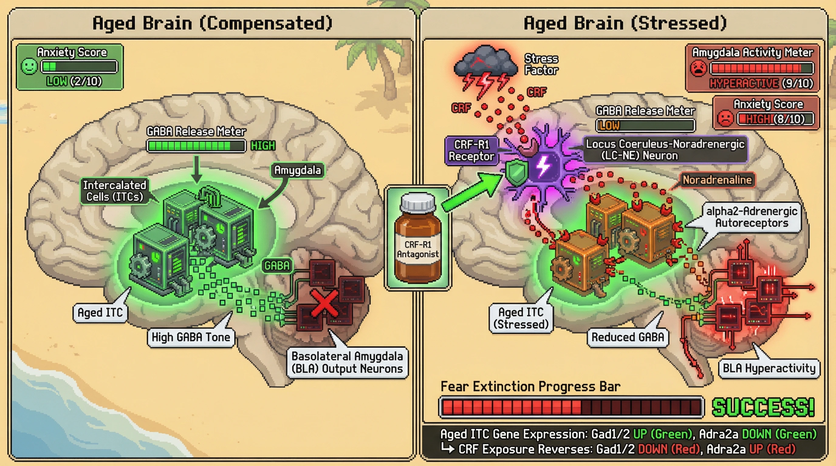 Mechanism: In aged brains, Intercalated Cells (ITCs) increase GABAergic output to inhibit amygdala hyperreactivity, but stress-induced CRF-LC-NE signaling suppresses ITC GABA release, disinhibiting the amygdala. Readout: Readout: This leads to increased anxiety scores and fear extinction deficits, which are reversed by CRF-R1 antagonism or chemogenetic ITC activation.