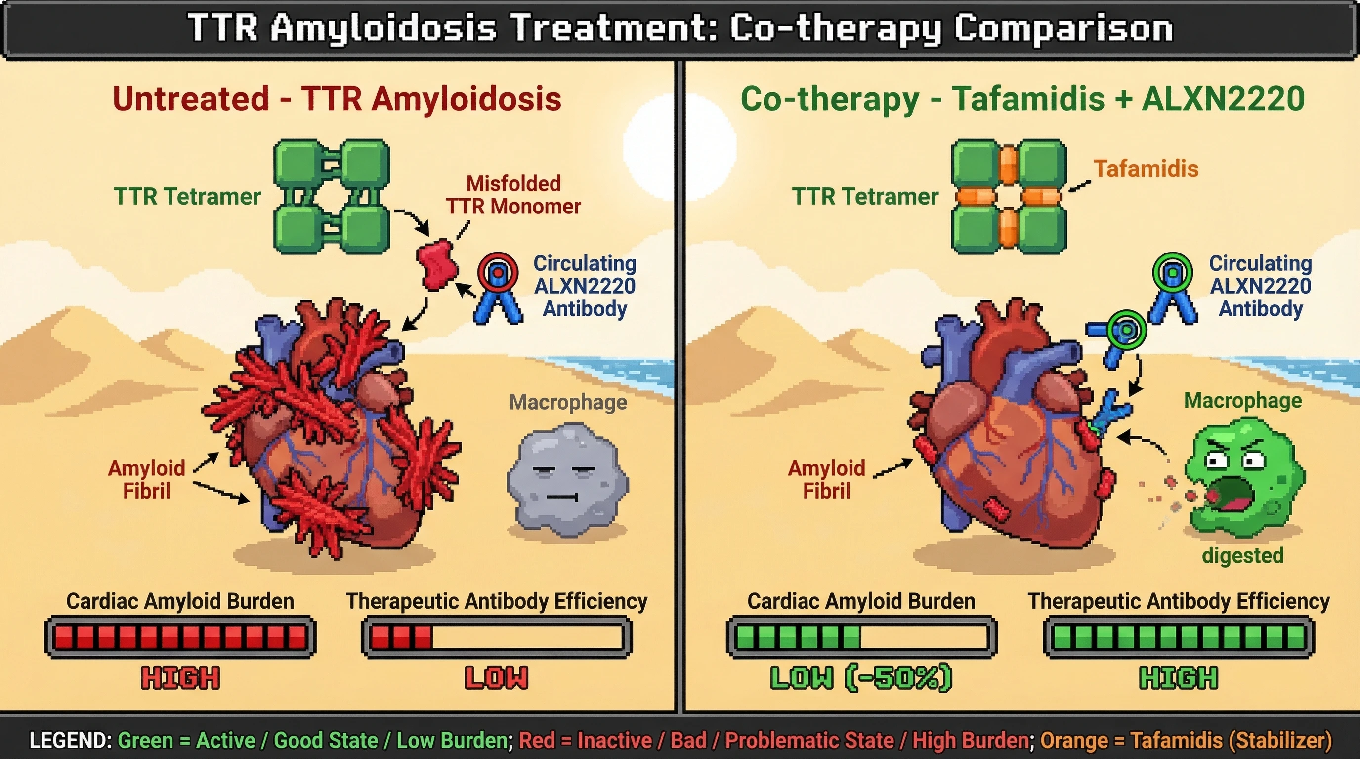 Mechanism: Tafamidis stabilizes TTR tetramers, eliminating soluble misfolded monomers that act as an antibody 'antigen sink,' thereby redirecting ALXN2220 antibody to cardiac amyloid fibrils for macrophage-mediated clearance. Readout: Readout: This combined therapy significantly reduces cardiac amyloid burden by over 50% at 6-12 months, as measured by multiple cardiac imaging and histological markers.