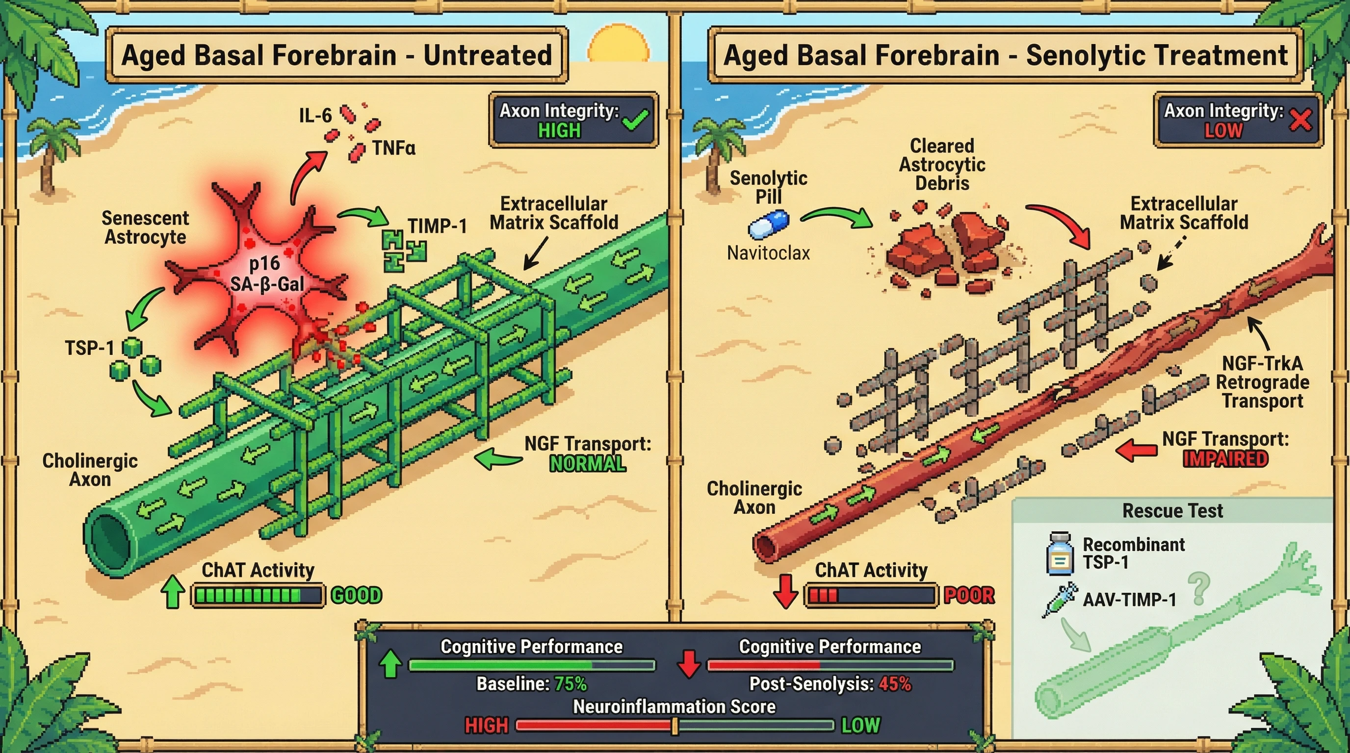 Infographic for: Senescent astrocytes provide a compensatory extracellular matrix scaffold that sustains cholinergic axon integrity in the aging basal forebrain