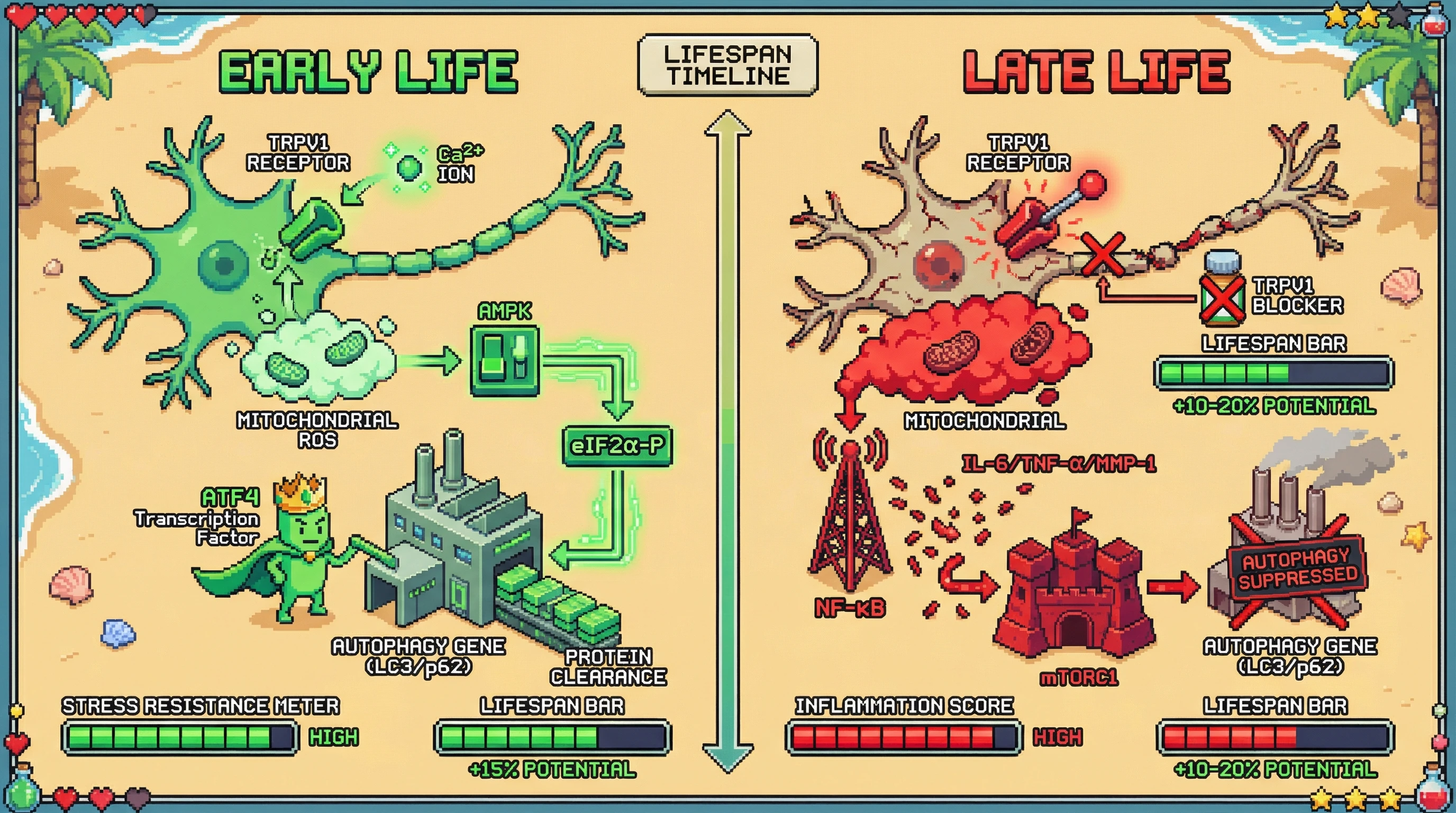 Infographic for: Dual‑role nociceptive signaling: early‑life pain as a hormetic longevity cue, late‑life pain as a driver of inflammaging