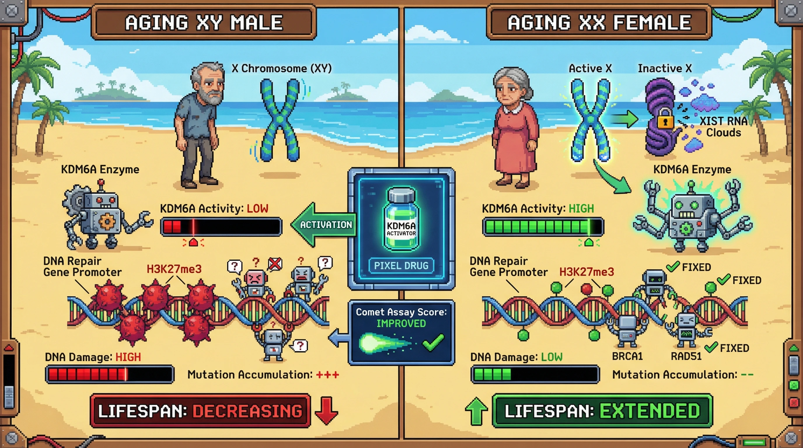 Infographic for: Hypothesis: Age‑dependent X‑chromosome escape amplifies KDM6A‑mediated chromatin remodeling to boost DNA repair and healthspan