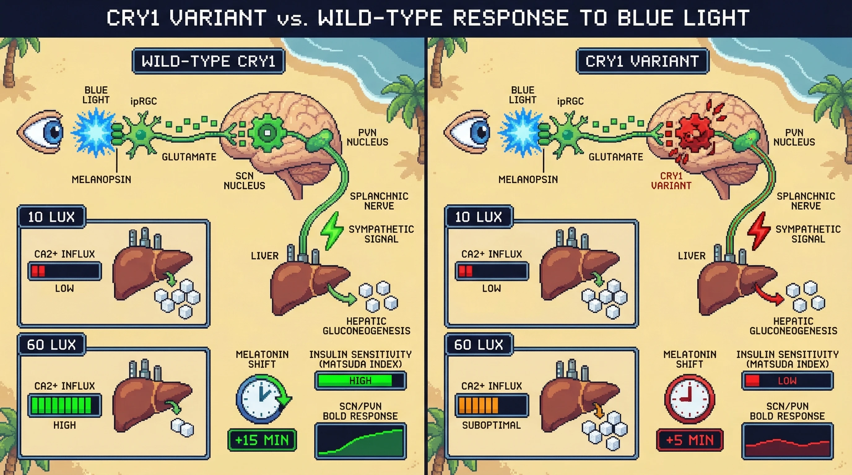 Mechanism: The CRY1 gain-of-function variant increases the light intensity threshold required for melanopsin-driven SCN activation, reducing downstream sympathetic suppression of hepatic glucose production. Readout: Readout: This variant leads to smaller melatonin phase advances and lower insulin sensitivity compared to wild-type carriers at the same morning blue light intensity.
