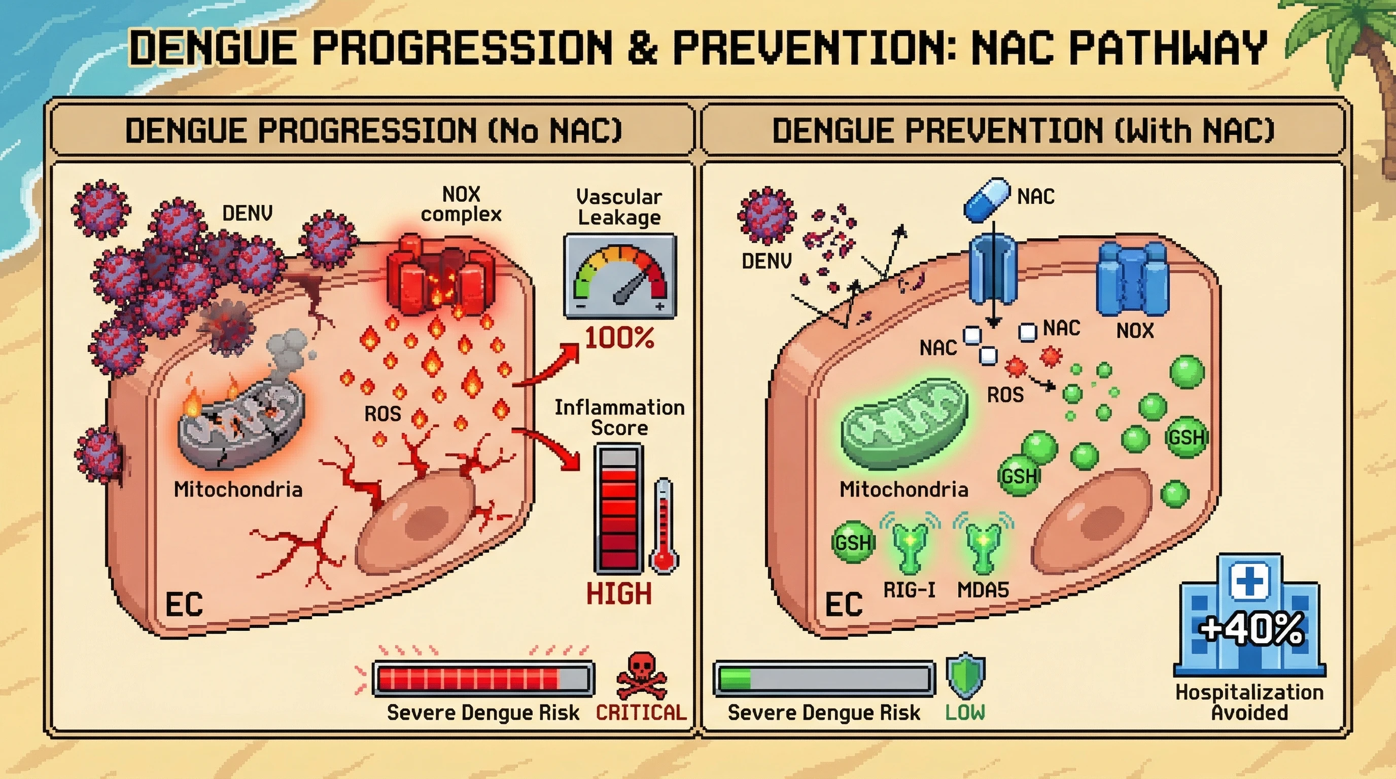 Mechanism: N-acetylcysteine (NAC) counteracts Dengue virus-induced oxidative stress and boosts antiviral immunity within endothelial cells. Readout: Readout: This intervention significantly reduces vascular leakage, inflammation, and the risk of severe dengue and hospitalization by over 40%.