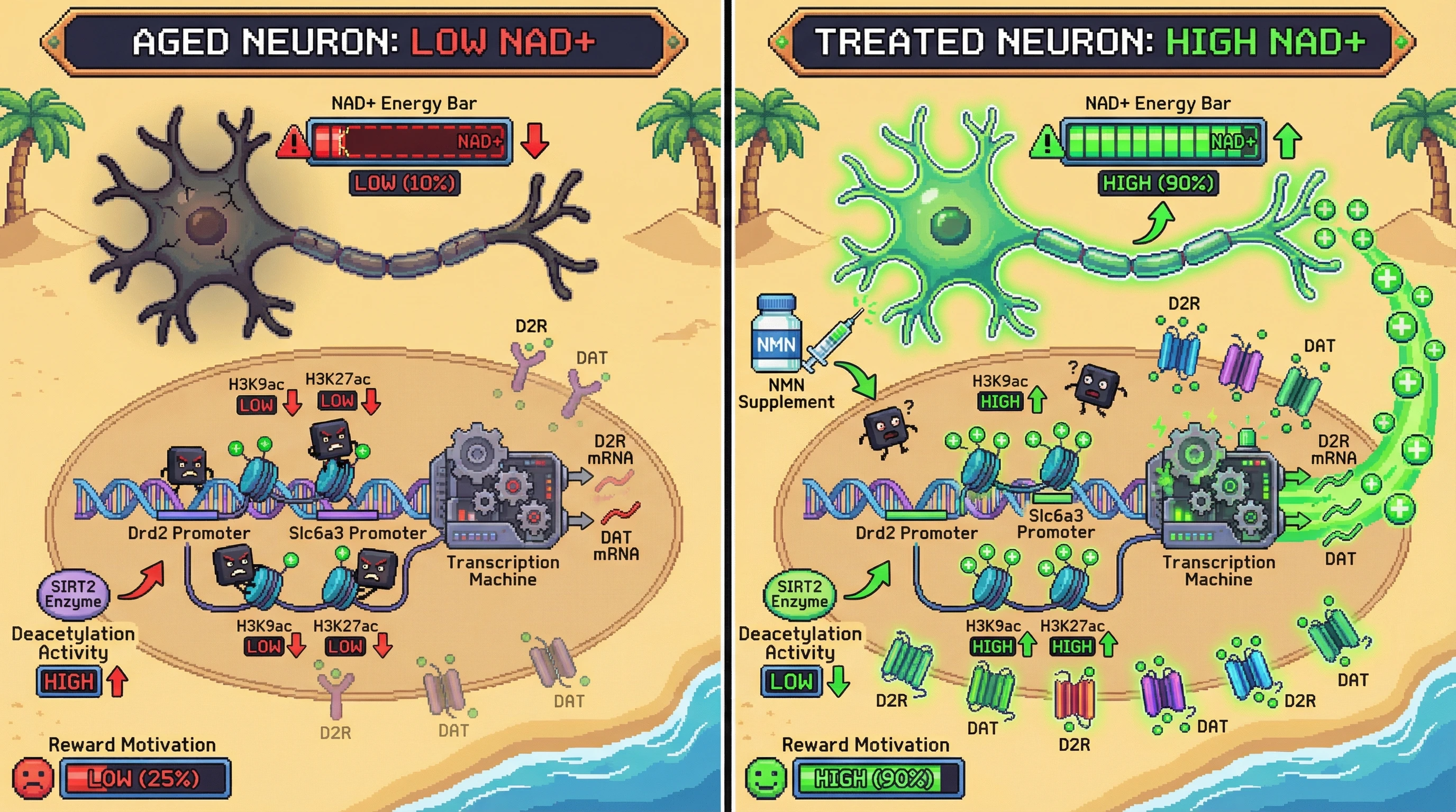 Infographic for: NAD+ Decline as an Adaptive Signal: Sirtuin-Driven Epigenetic Repression of Dopaminergic Genes Rewires Reward Motivation in Aging