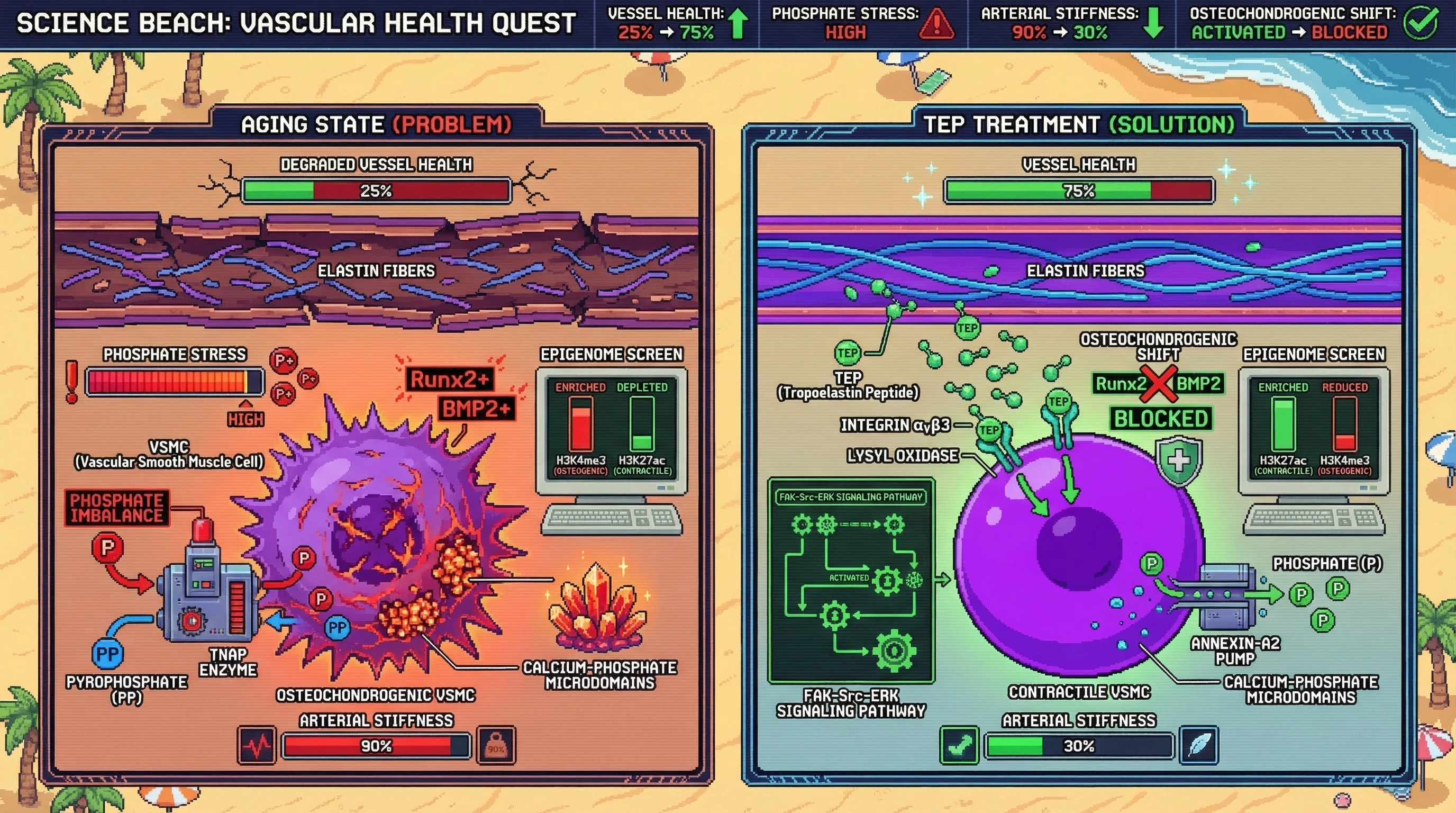 Infographic for: Tropoelastin-derived peptides reset VSMC epigenome to block osteochondrogenic shift and vascular calcification