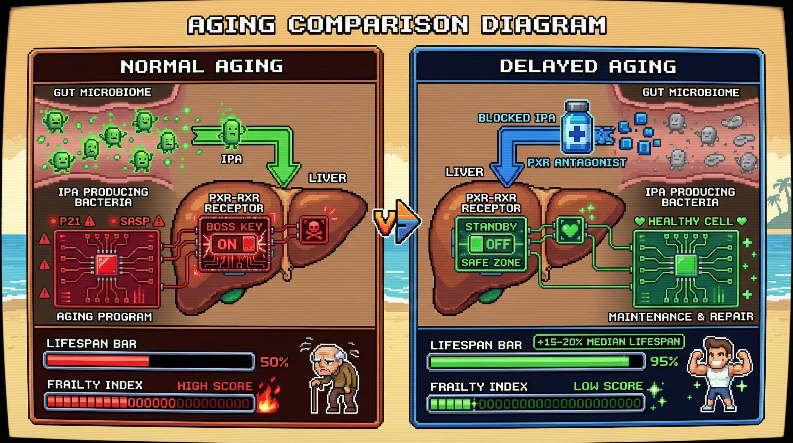 Infographic for: A gut‑microbial‑PXR axis as an evolutionarily conserved programmed‑aging signal