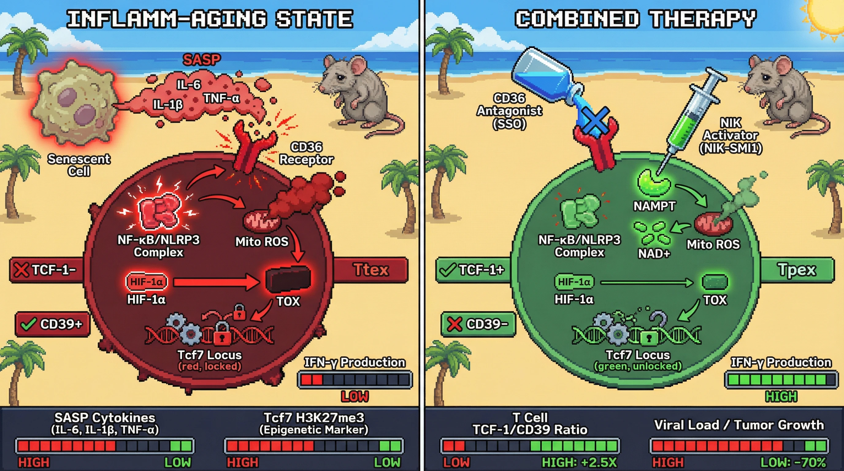 Infographic for: Combined CD36‑targeted senolysis and NIK agonism prevents epigenetic fixation of T‑cell exhaustion in inflammaging
