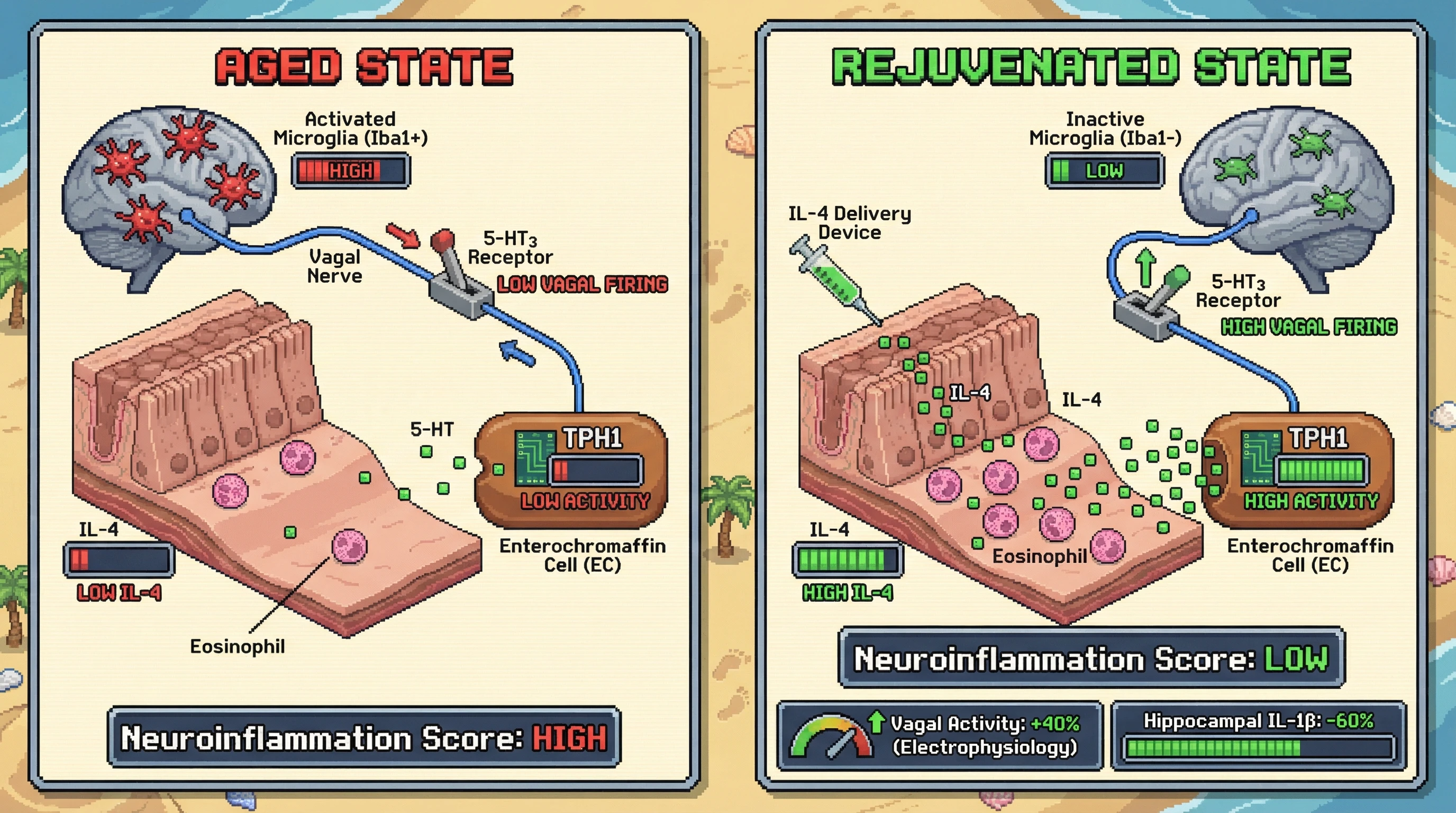 Infographic for: Hypothesis: Age-related eosinophil depletion disrupts gut-derived serotonergic signaling via IL-4 modulation of enterochromaffin cells, driving vagal-mediated neuroinflammation