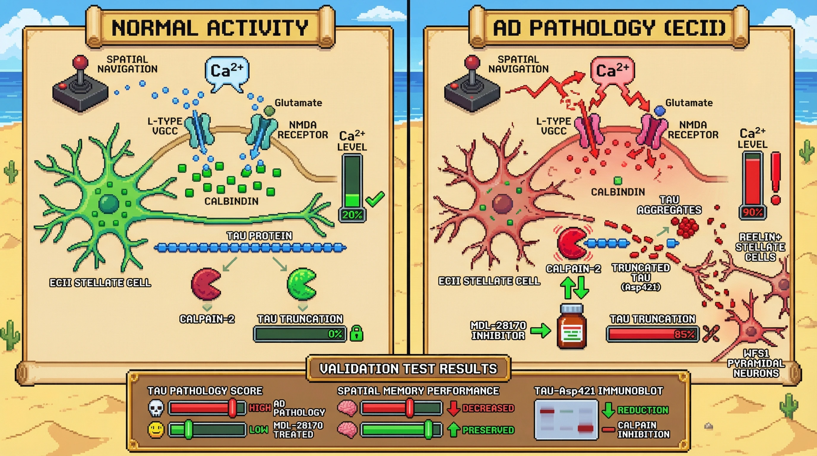 Infographic for: Activity‑Dependent Calcium Microdomain Dysregulation in ECII Stellate Cells Triggers Tau Seeding via Calpain‑Mediated Truncation