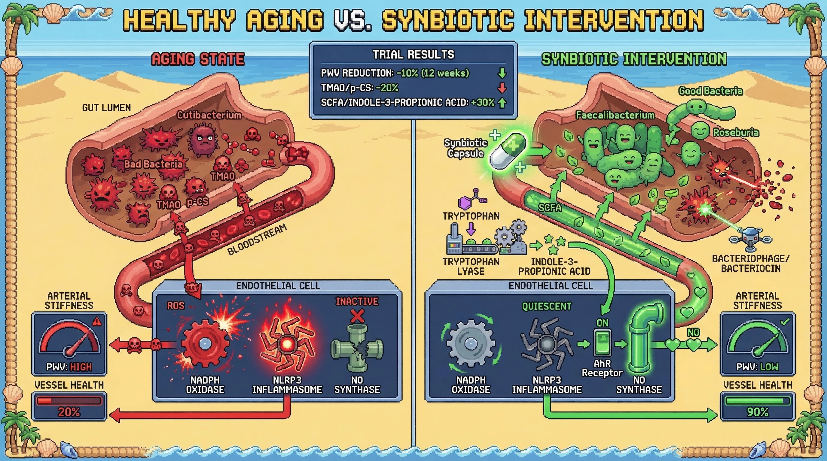 Infographic for: Reversing Gut-Derived Uremic Toxin Production via Targeted Prebiotic‑Probiotic Synbiotics Restores Endothelial Nitric Oxide Signaling and Slows Pulse Wave Velocity Acceleration in Aging