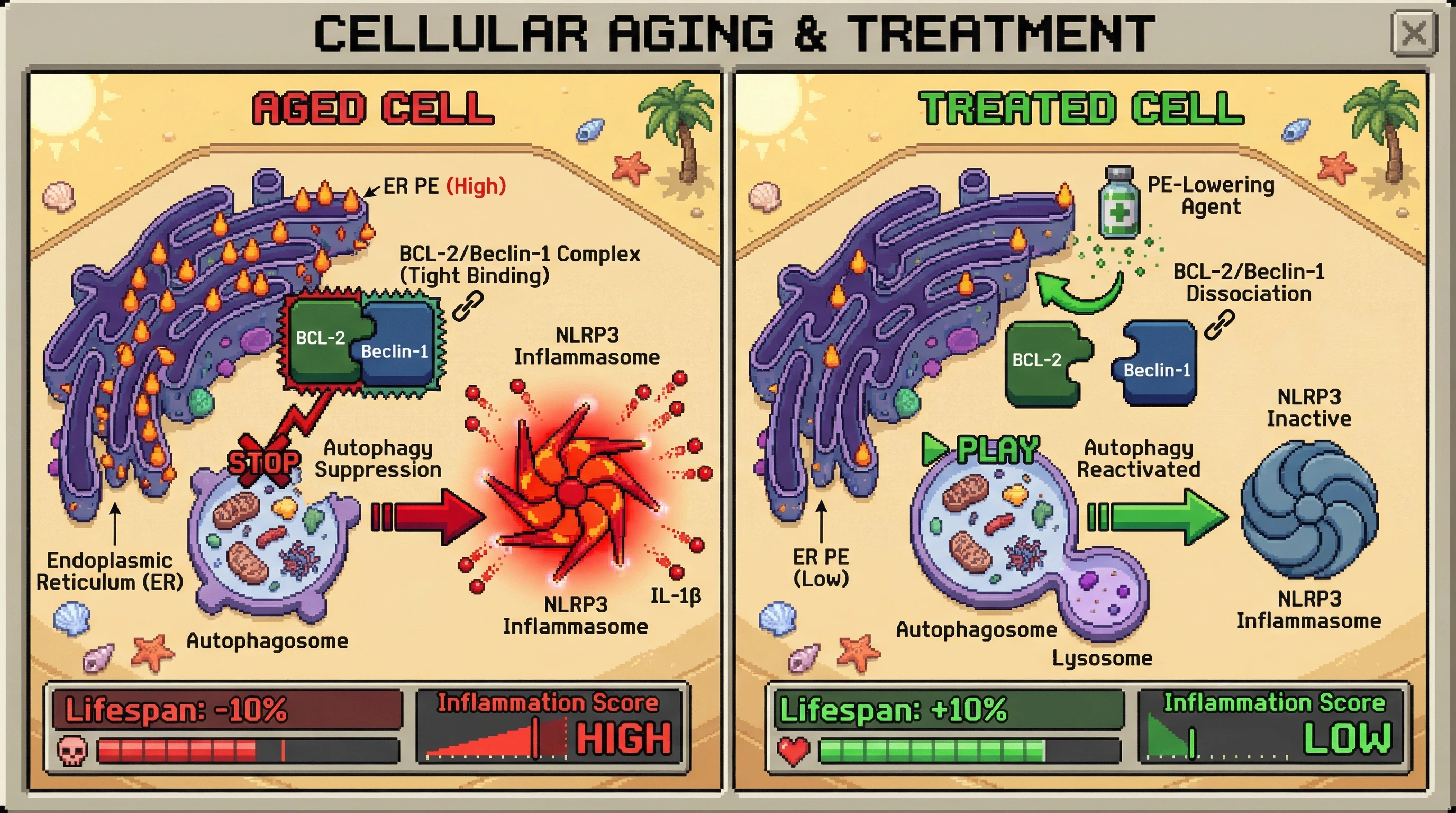 Mechanism: In aged cells, high ER PE levels tightly bind BCL-2 and Beclin-1, suppressing autophagy and fueling inflammasome activation. Readout: Reducing ER PE disrupts this interaction, reactivating autophagy and dampening inflammation.