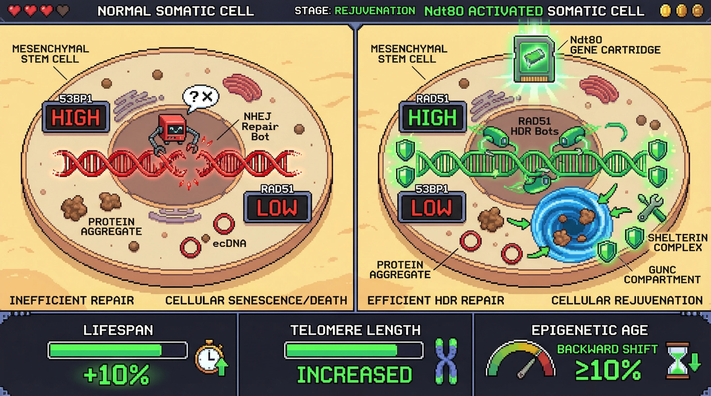 Mechanism: Ectopic Ndt80 expression in somatic cells boosts high-fidelity HDR, enhances shelterin-guided BER, and forms a GUNC-like compartment to clear damaged cargo. Readout: Readout: This leads to increased RAD51 foci, longer telomeres, reduced protein aggregates, and a measurable backward shift in epigenetic age by over 10%.