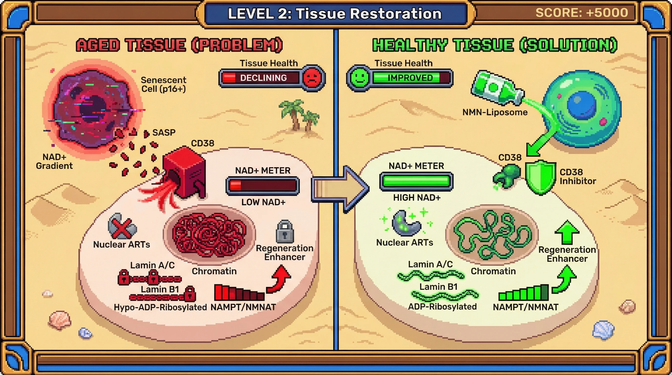 Mechanism: Senescent cells create local NAD+ decline, leading to hypo-ADP-ribosylated lamins and tightly packed chromatin, which locks neighboring cells into a low-energy state. Readout: Readout: Intervening with NMN-liposomes or CD38 inhibition restores NAD+, opens chromatin at regenerative loci, and improves tissue health and regenerative capacity.