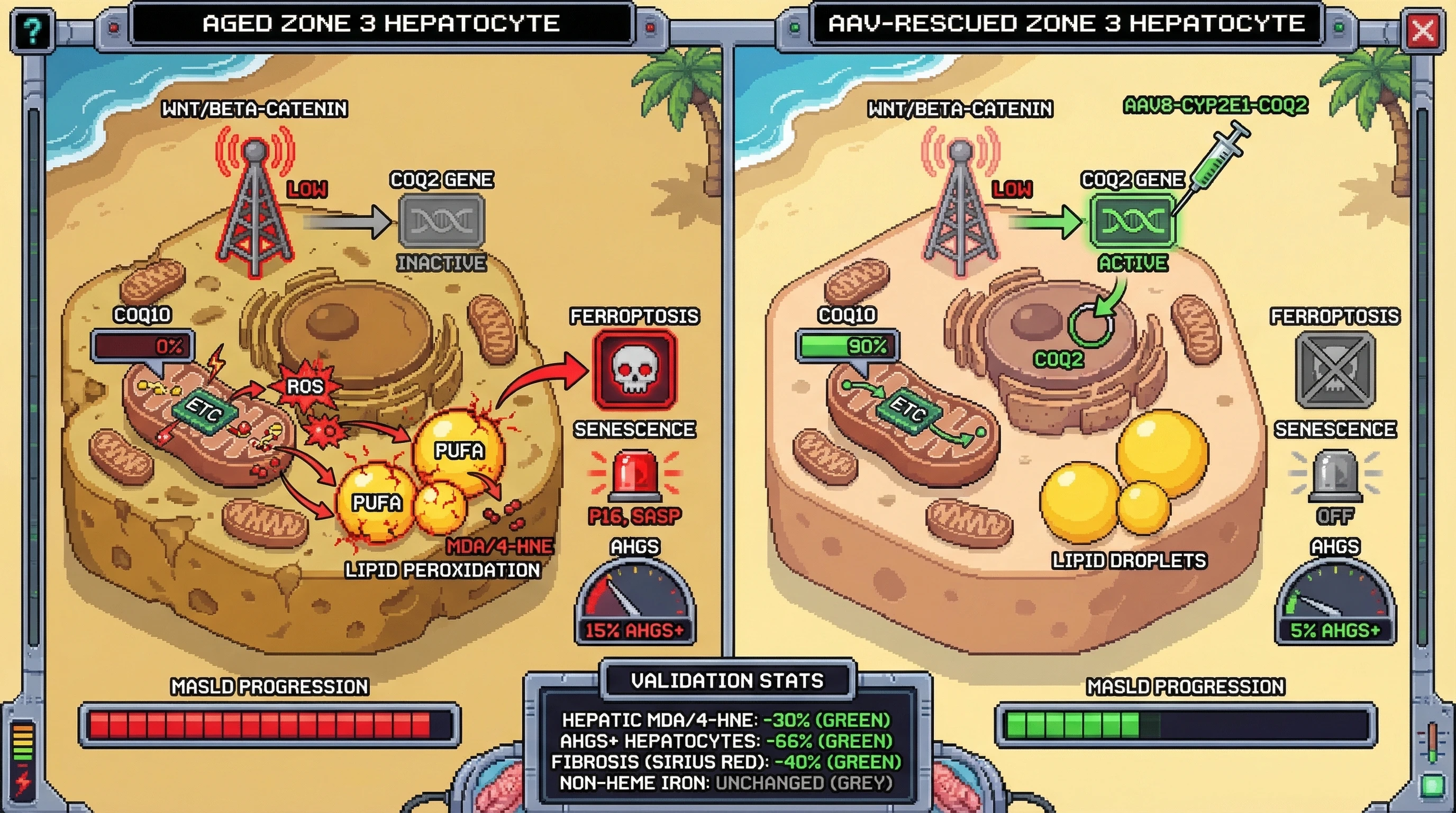 Infographic for: Zone‑Specific Mitochondrial CoQ10 Restoration Prevents Ferroptosis‑Driven MASLD Progression in Aging