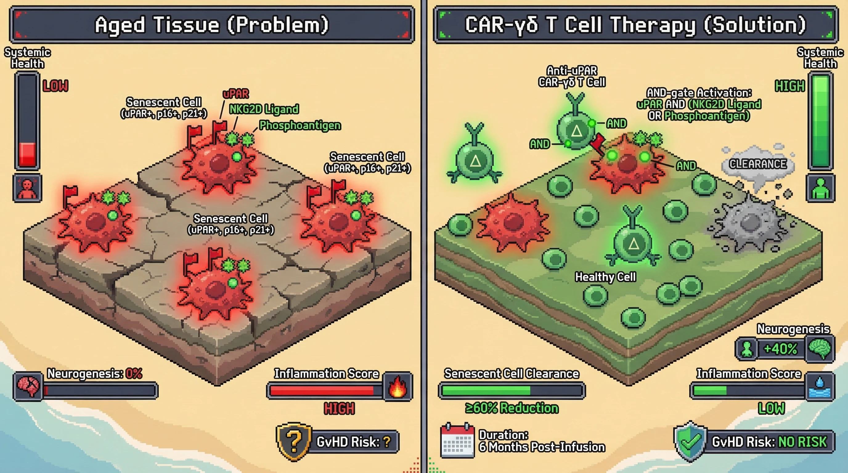 Infographic for: A single intravenous infusion of uPAR-specific CAR-engineered allogeneic Vγ9Vδ2 γδ T cells creates an inherently dual...