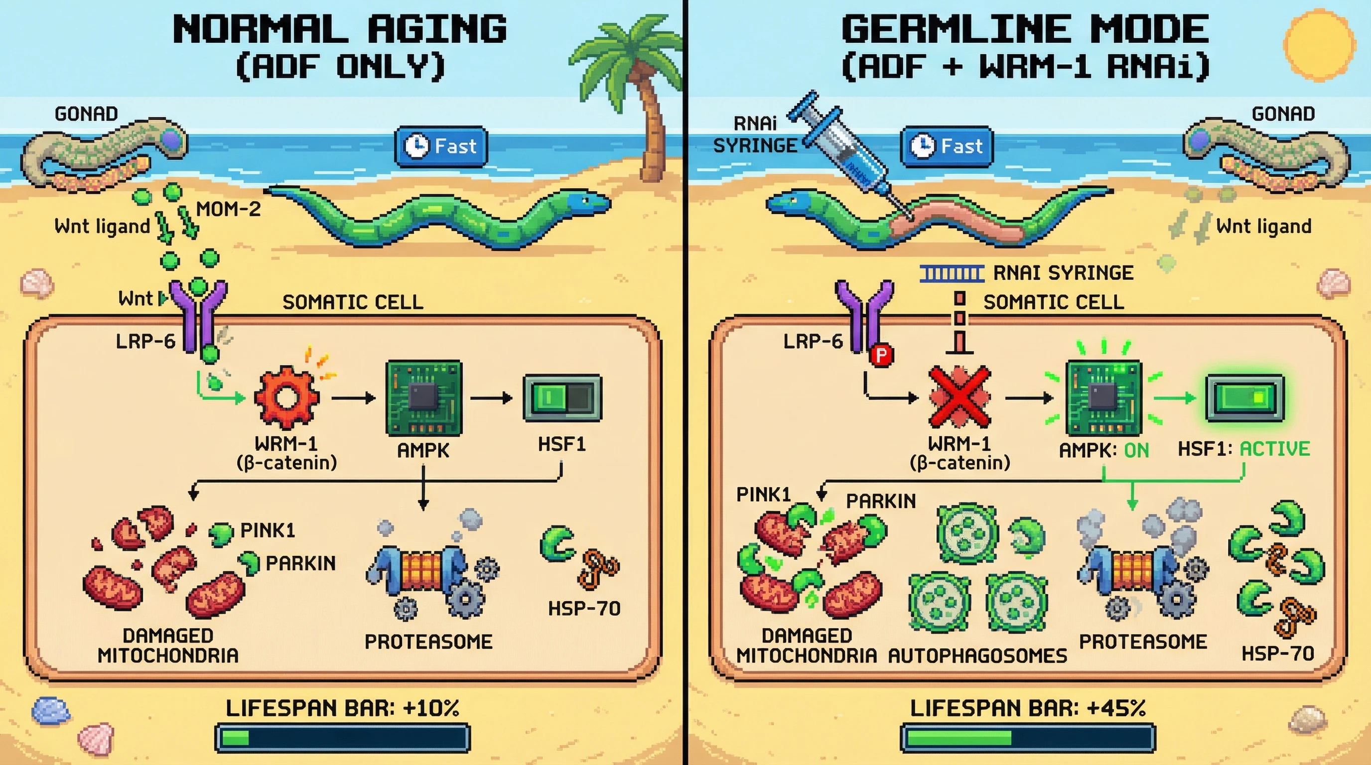 Infographic for: Fasting-induced Wnt suppression unlocks germline-like quality control in somatic cells