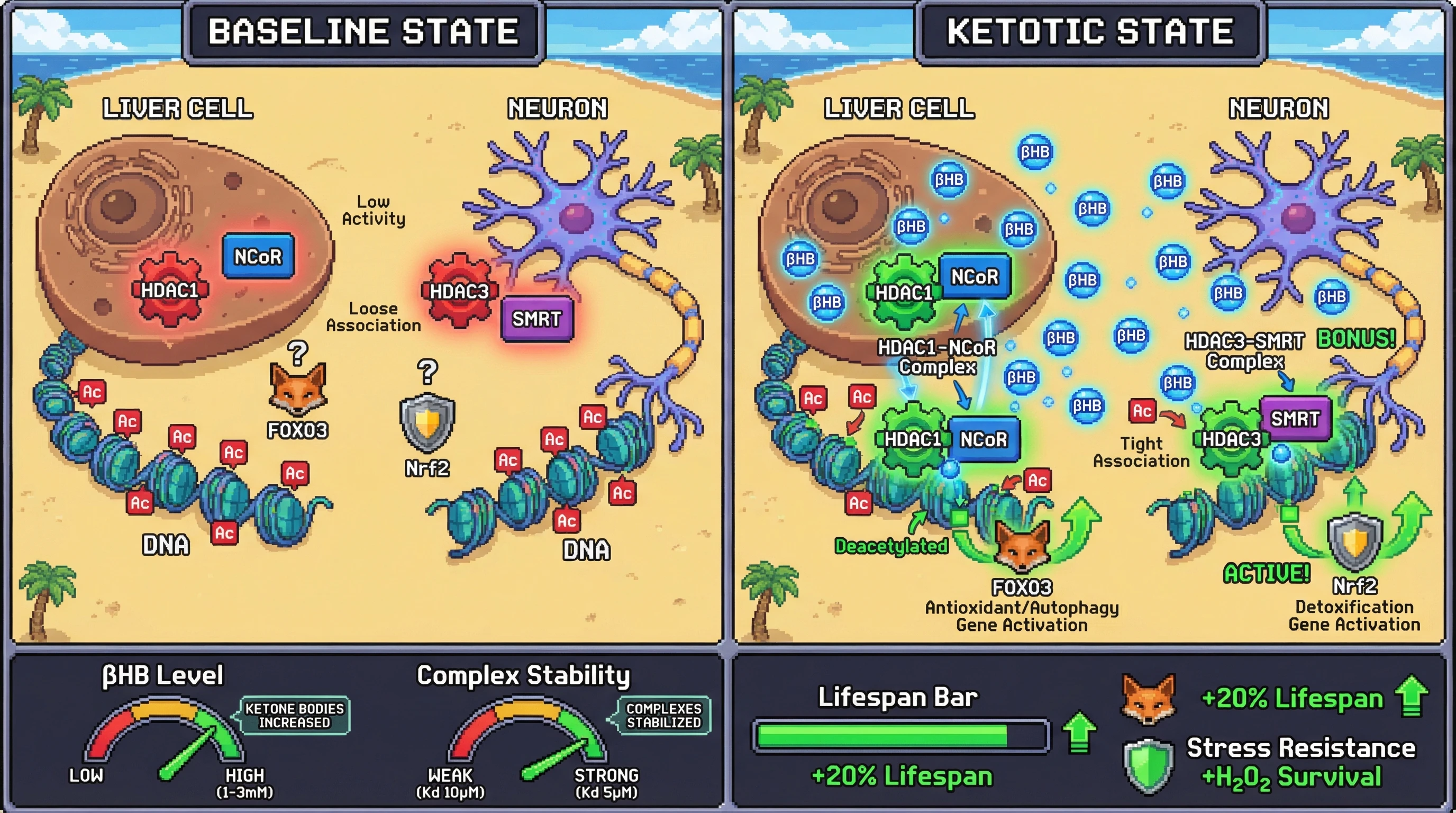 Infographic for: Endogenous ketosis stabilizes a βHB‑mediated HDAC1/3‑NCoR/SMRT ternary complex that directs tissue‑specific FOXO3 and Nrf2 transcriptional programs