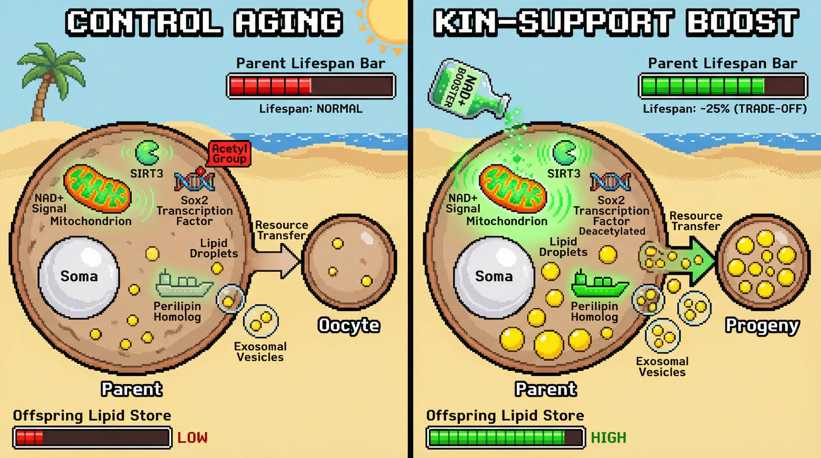 Mechanism: Boosting mitochondrial NAD+ activates the SIRT3-Sox2 axis and perilipin-exosome coupling, enhancing lipid droplet transfer from parent somatic cells to offspring. Readout: Readout: This process increases offspring lipid stores and survival but shortens parental lifespan by approximately 25%.