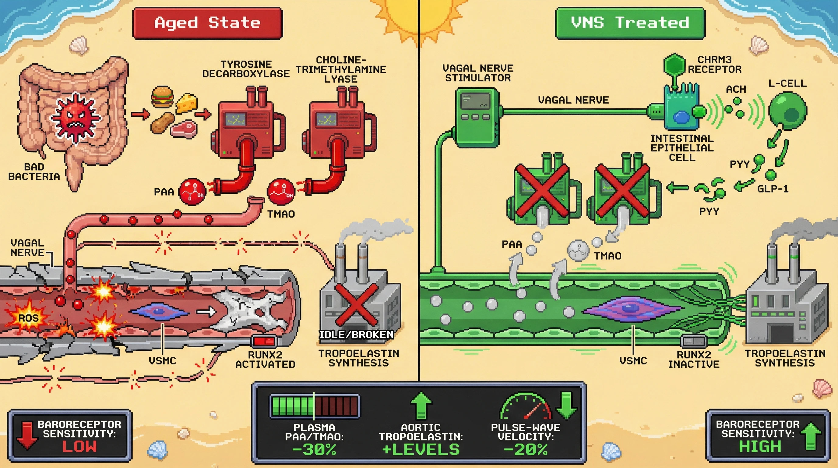 Infographic for: Vagal Control of Gut‑Derived Phenylacetic Acid and TMAO as a Neural Brake on Arterial Stiffening