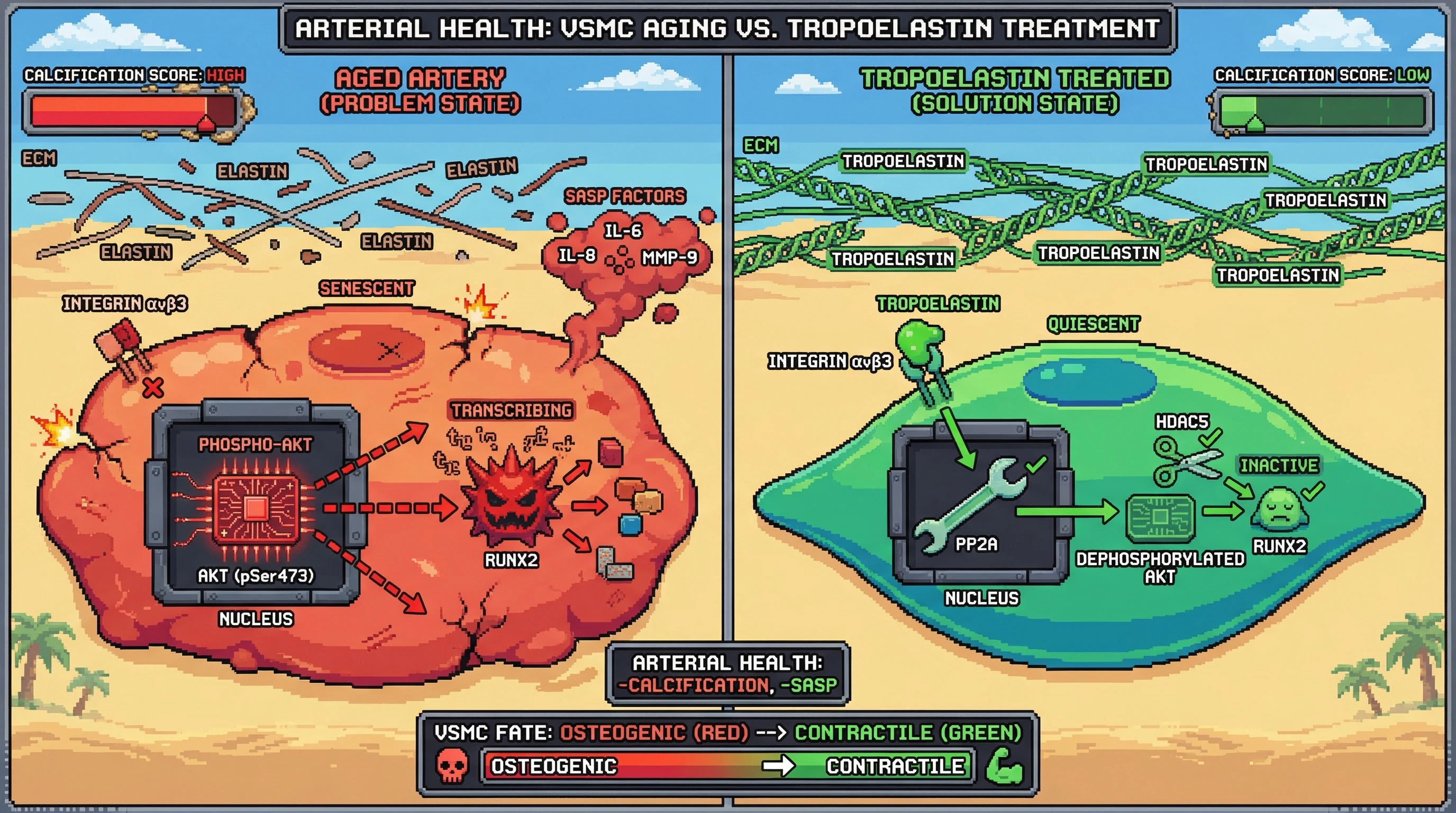 Infographic for: Tropoelastin‑Integrin αvβ3 Signaling as a Senescence‑Switch that Redirects VSMC Fate Away from Osteogenic Differentiation