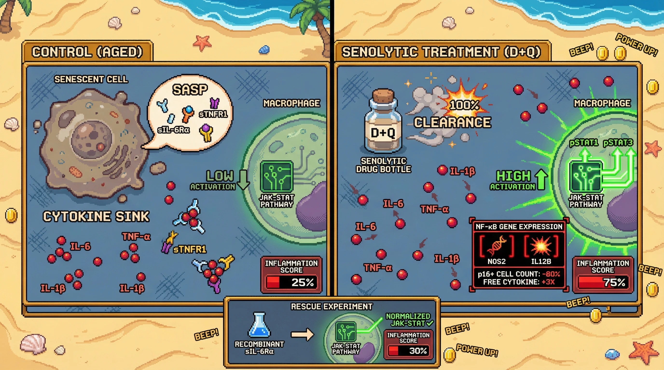 Infographic for: Senescent cells act as soluble cytokine sinks that temper acute inflammation, and their removal unmasks latent JAK-STAT hypersensitivity