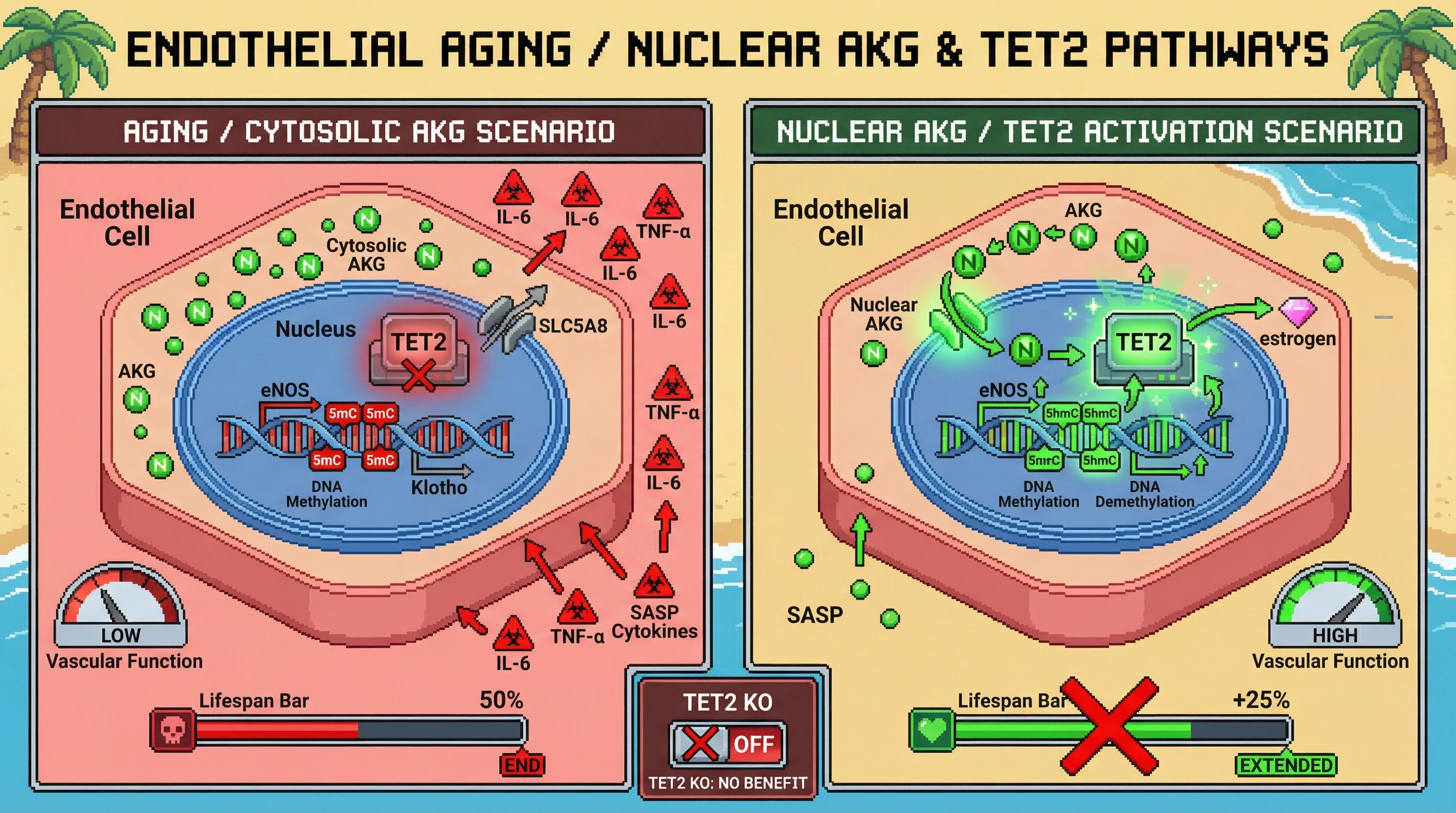 Mechanism: Nuclear-targeted α-ketoglutarate (AKG) delivered to endothelial cells activates TET2, leading to DNA demethylation of pro-longevity genes like eNOS and Klotho. Readout: Readout: This process improves vascular function, reduces SASP cytokines, and increases overall lifespan, with enhanced efficacy in females due to estrogen-mediated TET2 upregulation.