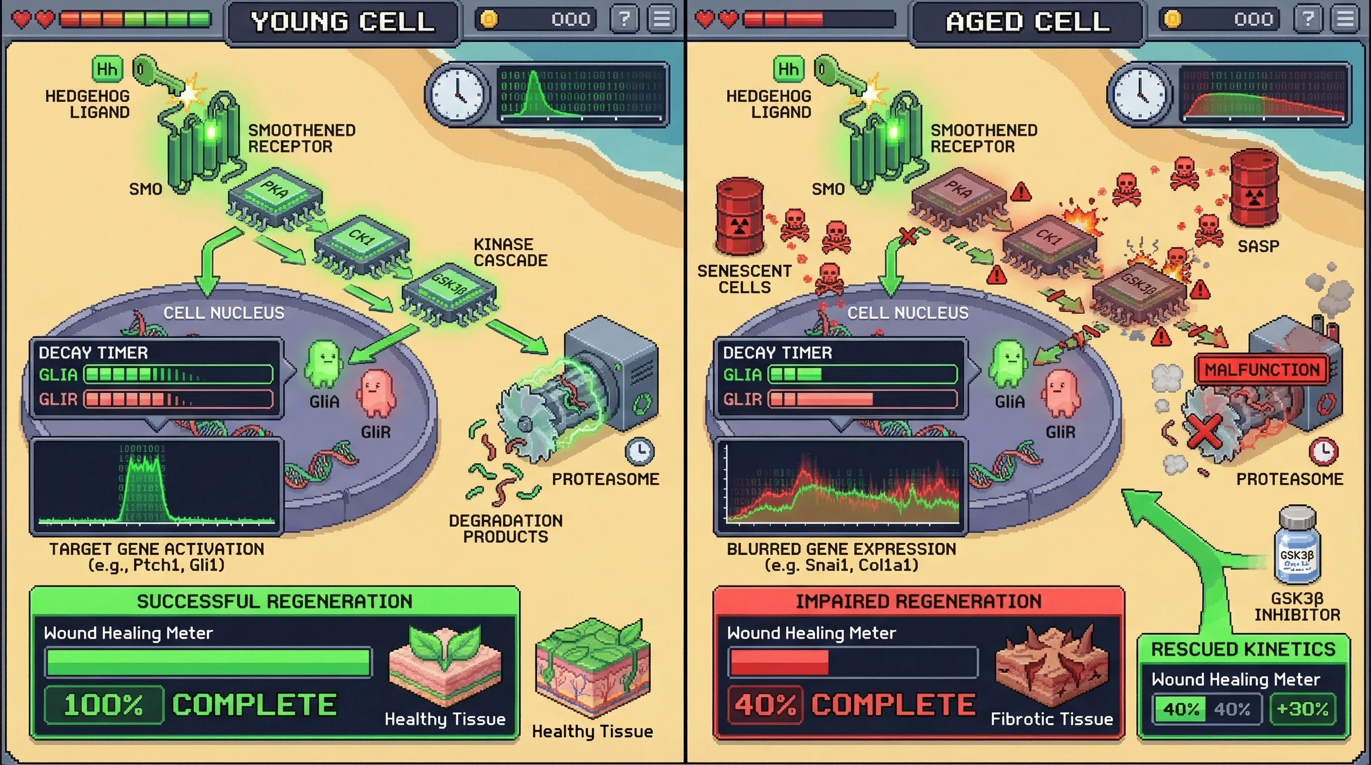 Infographic for: The Aged GLI Timer: Dysregulated GliA/GliR Decay Kinetics as a Primary Driver of Failed Regeneration