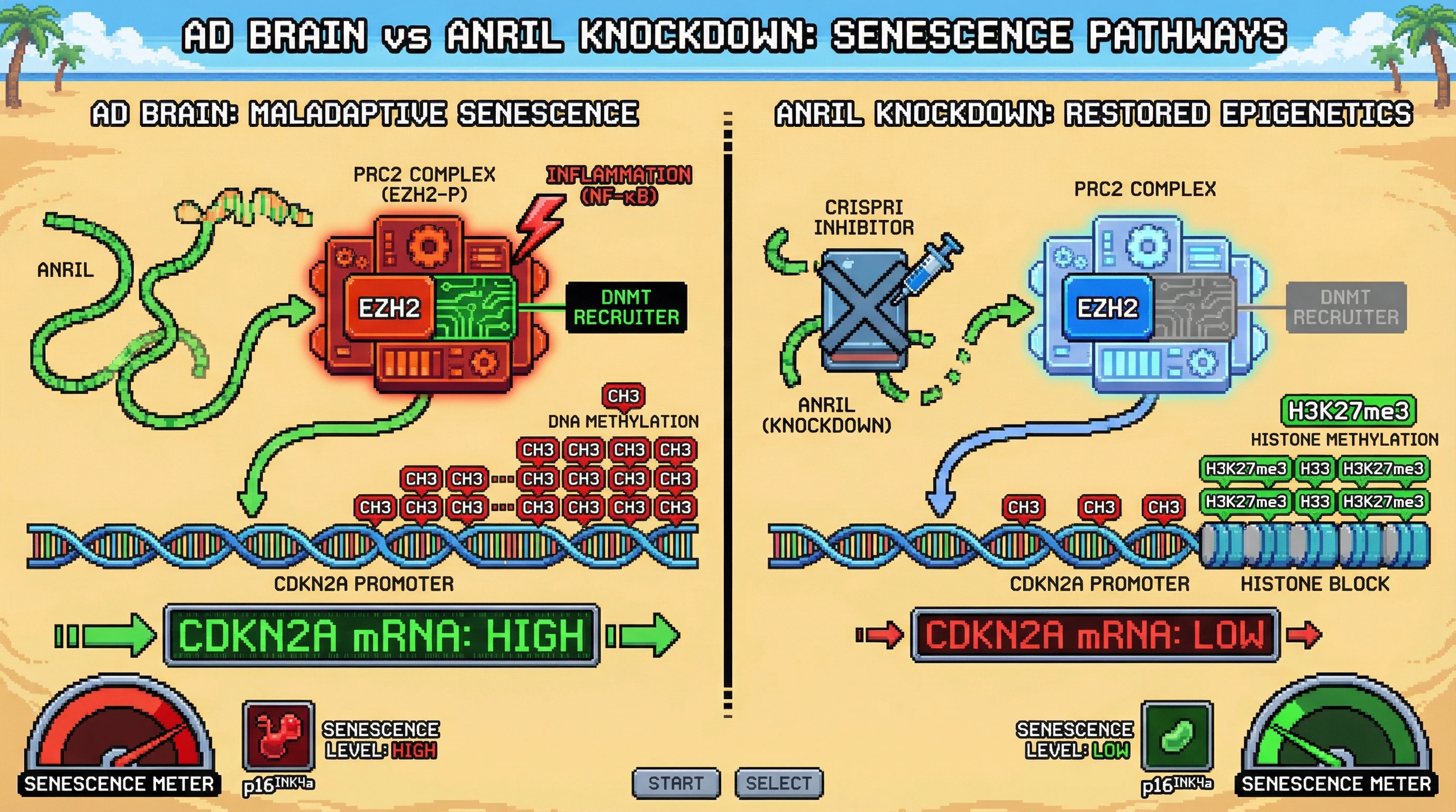 Infographic for: ANRIL‑mediated ectopic PRC2 recruitment explains the paradoxical positive correlation between CDKN2A promoter methylation and expression in Alzheimer’s disease