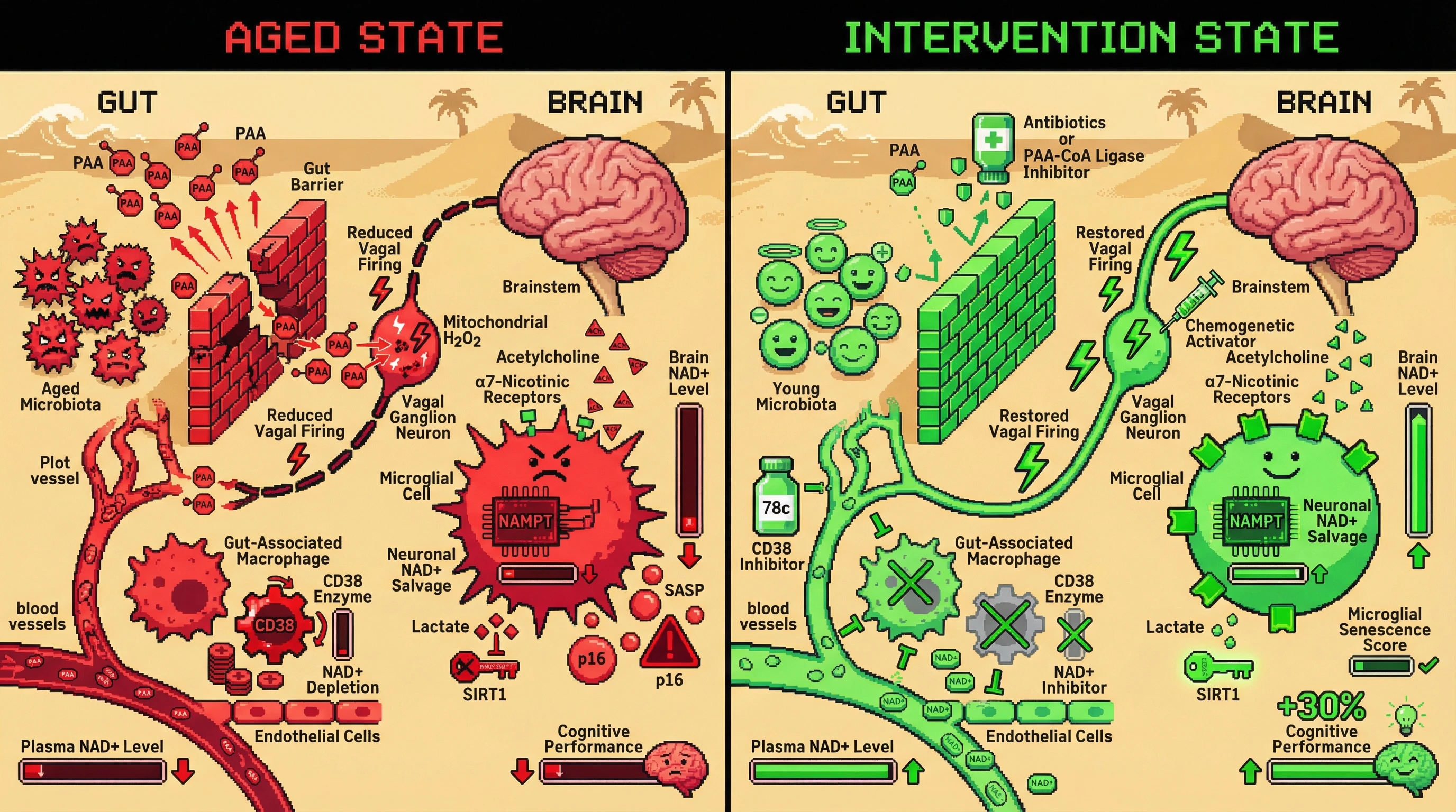 Infographic for: Aged Gut Microbiota Deplete Brain NAD+ via Microbial Phenylacetic Acid–Driven CD38 Upregulation and Lactate‑Mediated Vagal Inhibition of Neuronal Salvage Pathways