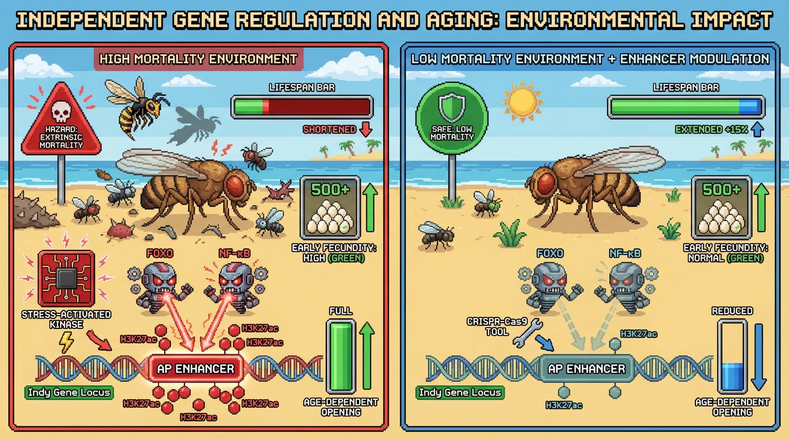 Infographic for: Conditional Modulation of Antagonistic Pleiotropy Enhancers as an Evolvable Longevity Strategy