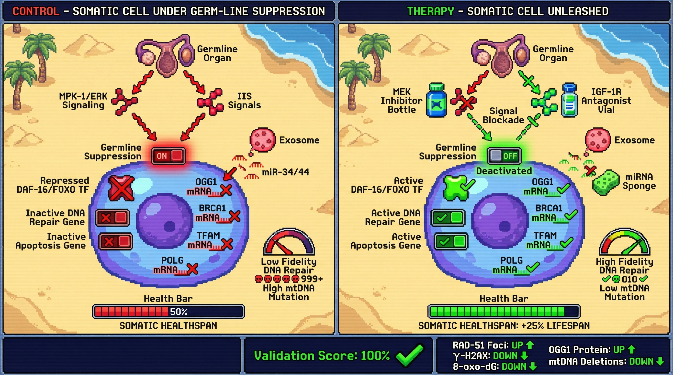 Mechanism: Germline signals (MPK-1/ERK, IIS, miRNAs) actively suppress somatic quality-control programs like DNA repair and mitochondrial integrity. Readout: Blocking these signals unleashes a latent, high-fidelity maintenance program in somatic cells.