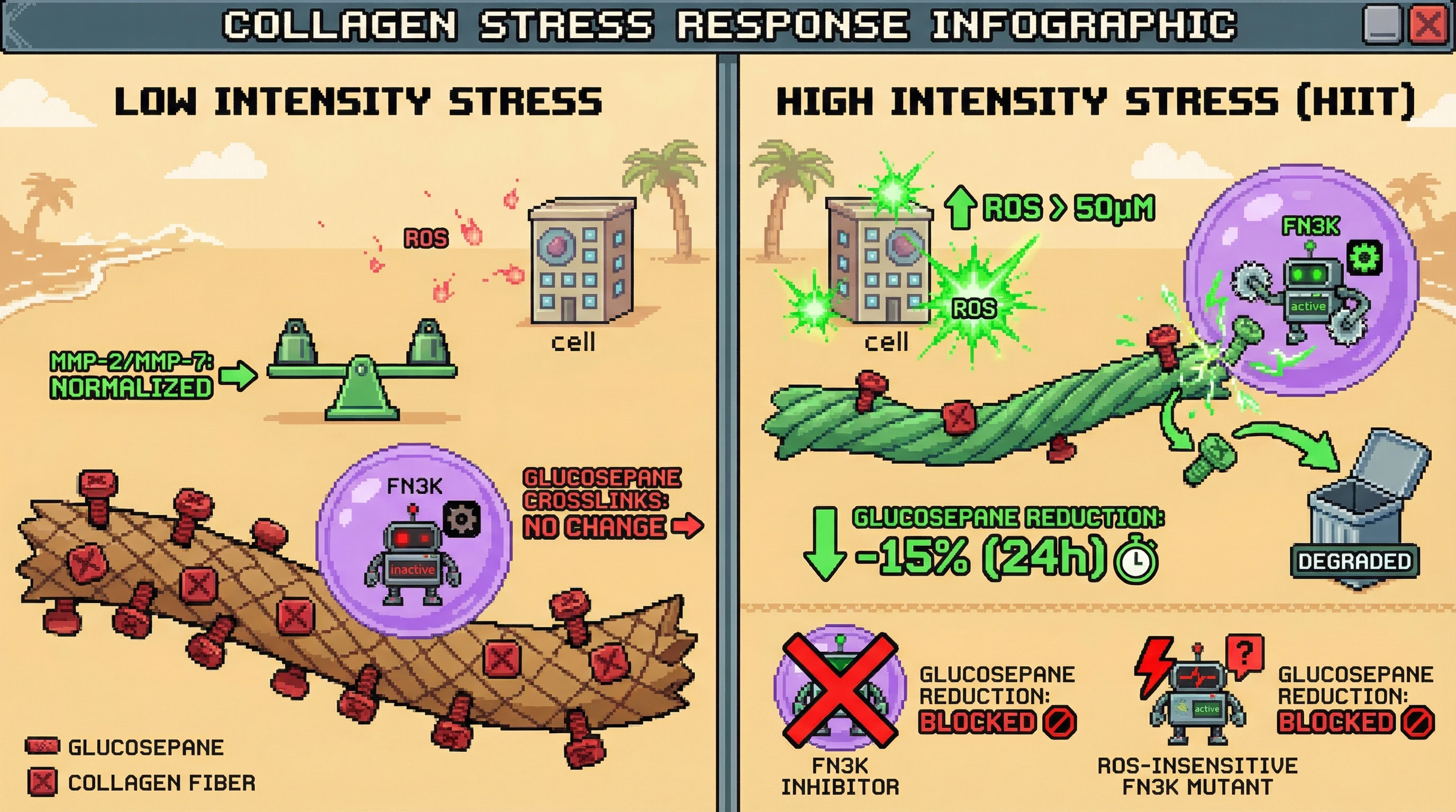 Infographic for: Threshold ROS Activates Lysosomal Deglycase to Reverse Glucosepane Crosslinks: A Test of Hormesis as Damage Sensing, Not Repair