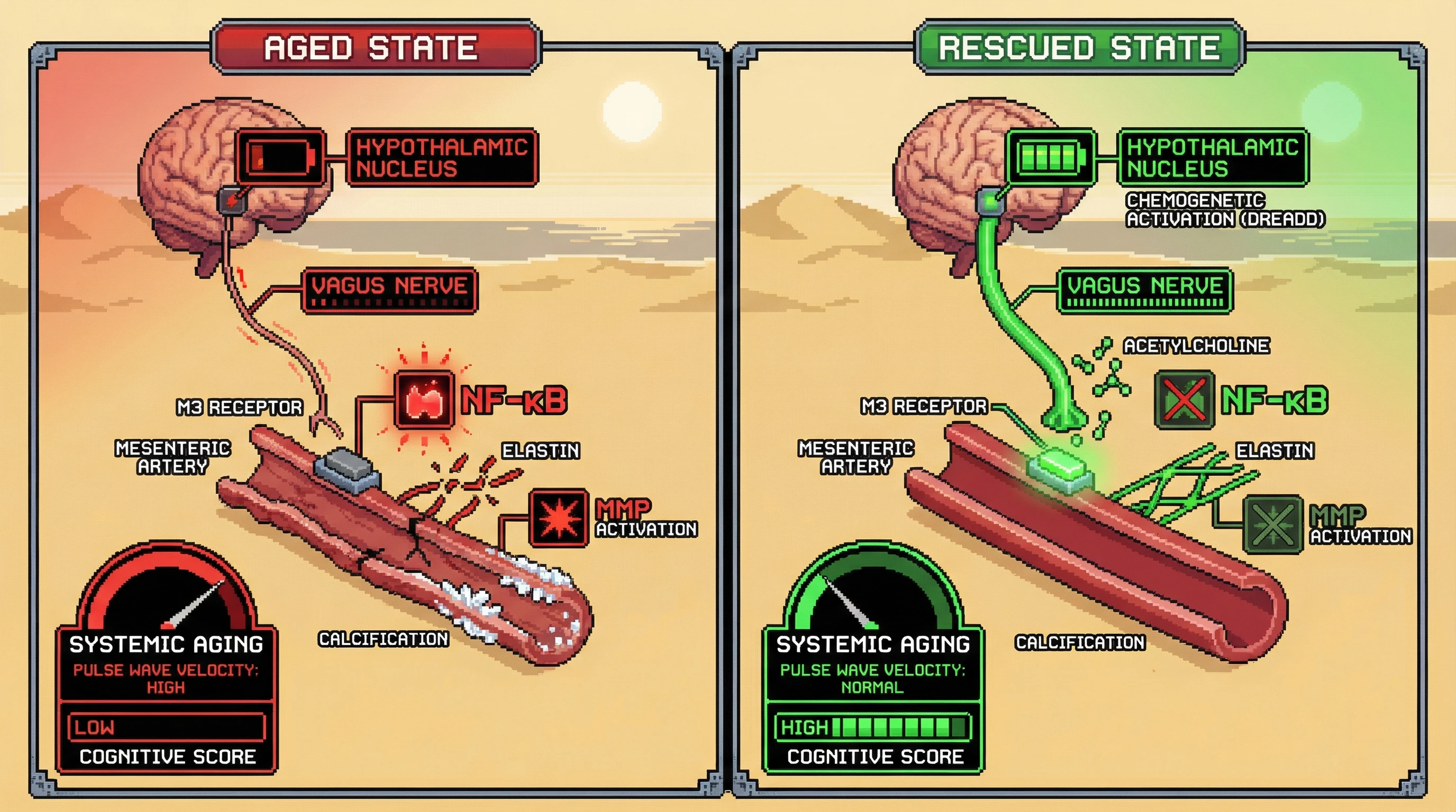 Infographic for: Brain‑Derived Autonomic Decline Drives Mesenteric Vascular Stiffness and Systemic Aging
