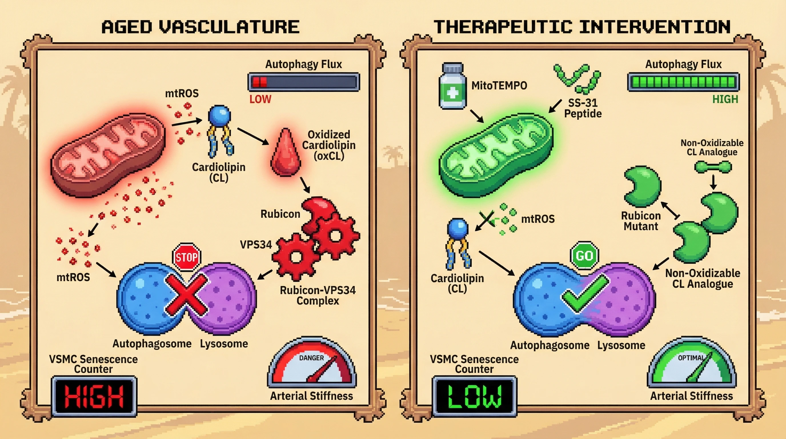 Infographic for: Oxidized Cardiolipin Stabilizes Rubicon to Actively Suppress Autophagy in Aging Vasculature