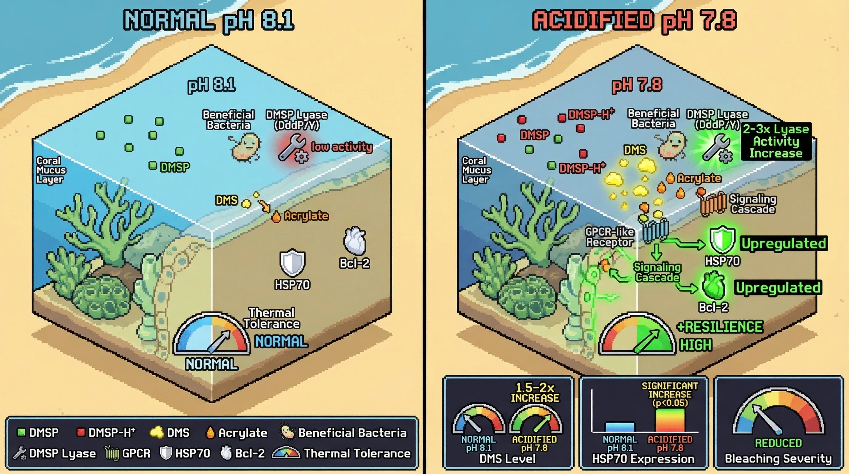 Infographic for: Acidification‑enhanced DMSP lyase activity in beneficial coral bacteria primes host heat‑shock responses via DMS/acrylate signaling