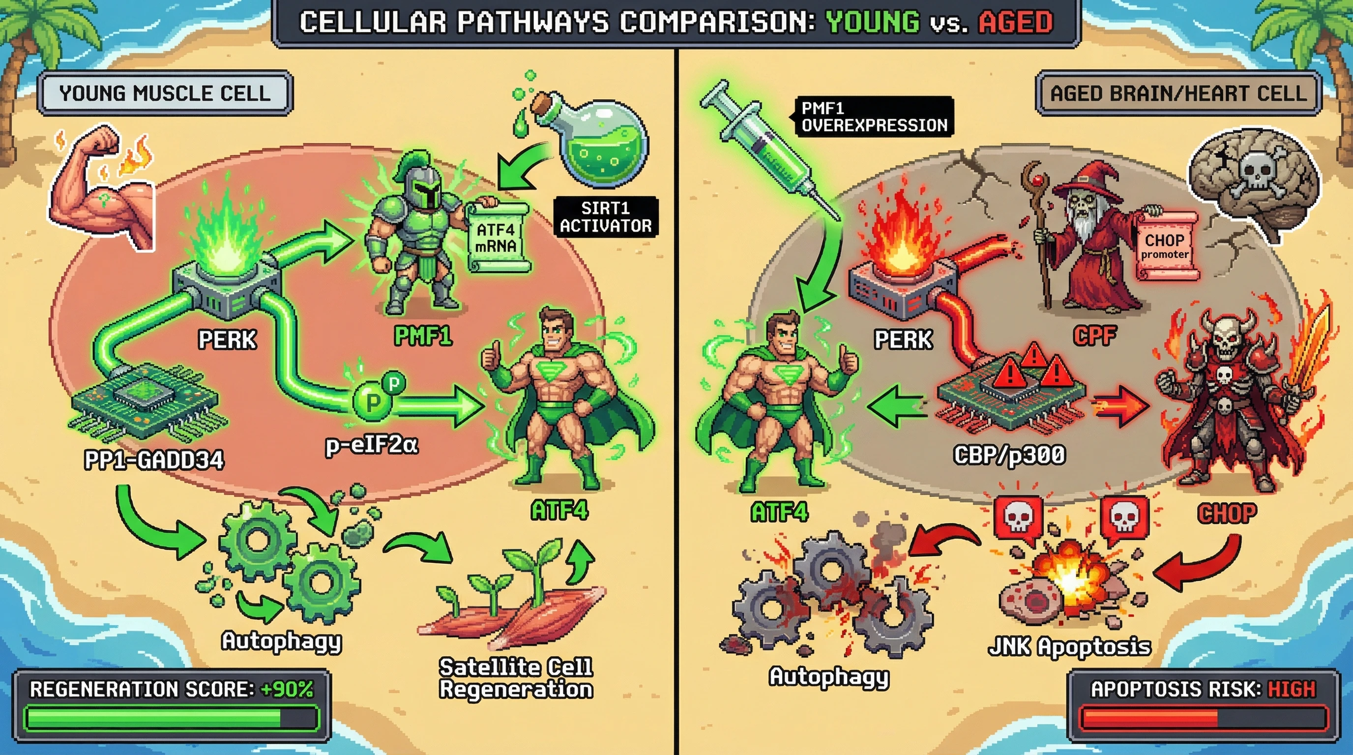 Infographic for: Tissue‑specific PERK signaling is gated by a muscle‑enriched RNA‑binding scaffold that biases ATF4‑driven autophagy over CHOP‑mediated apoptosis